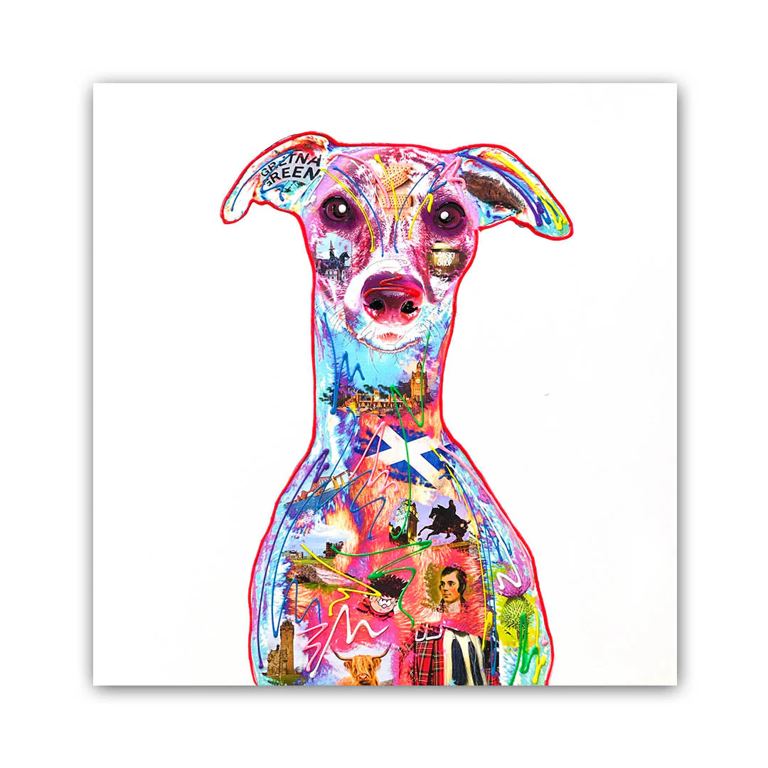 Scottish Whippet