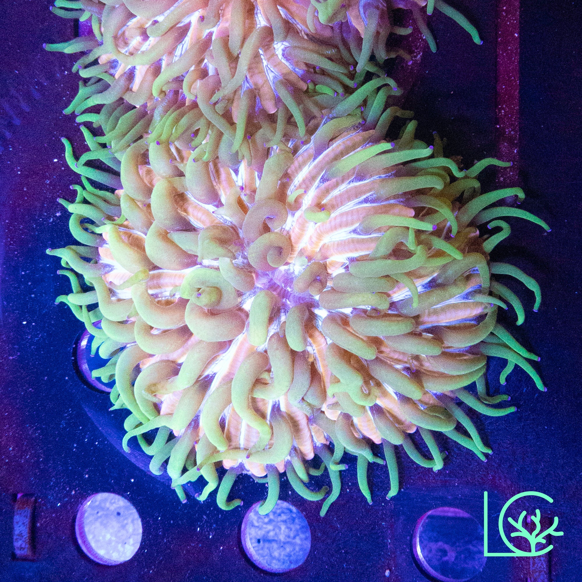Large LC Aquaman Plate WYSIWYG