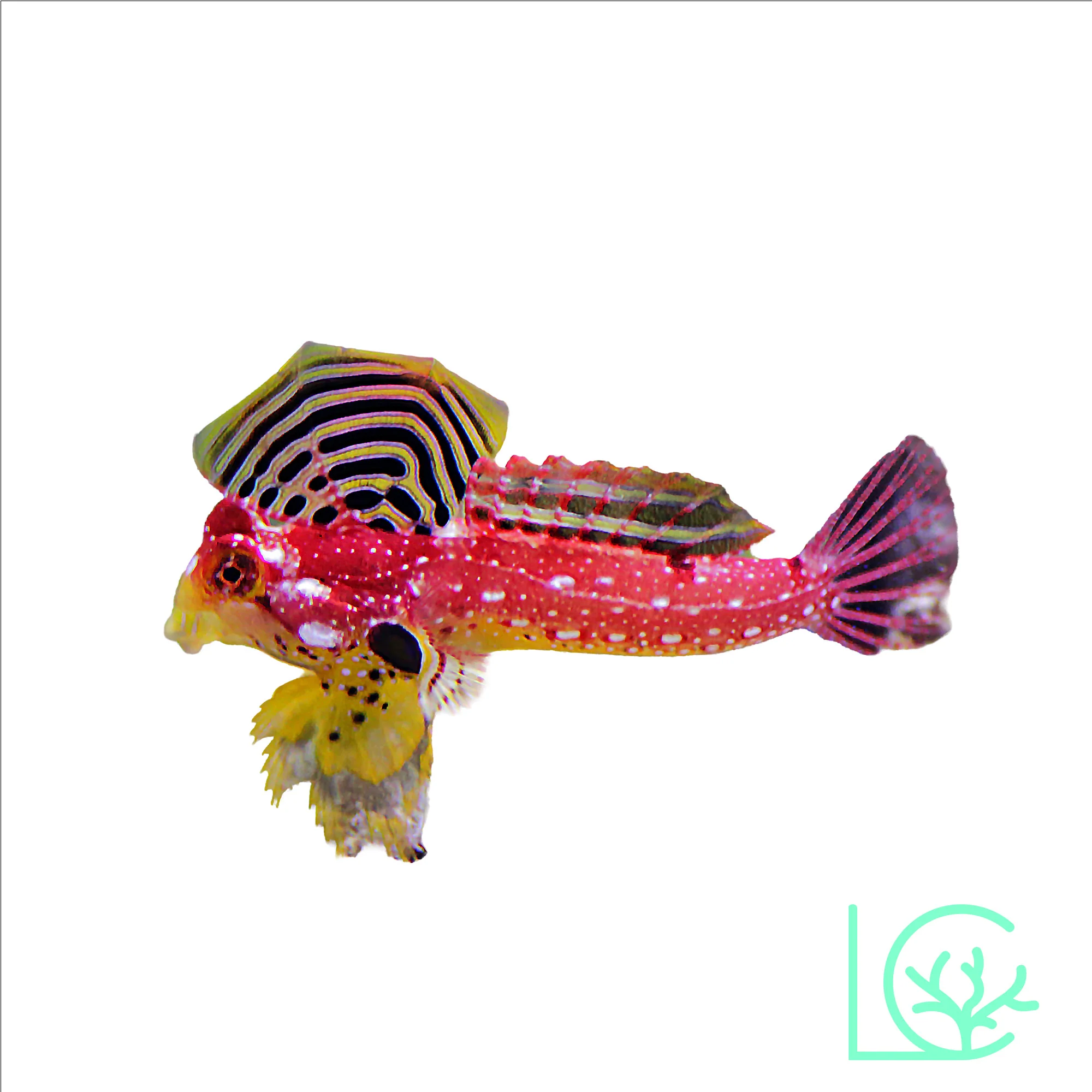 Ruby Red Dragonet