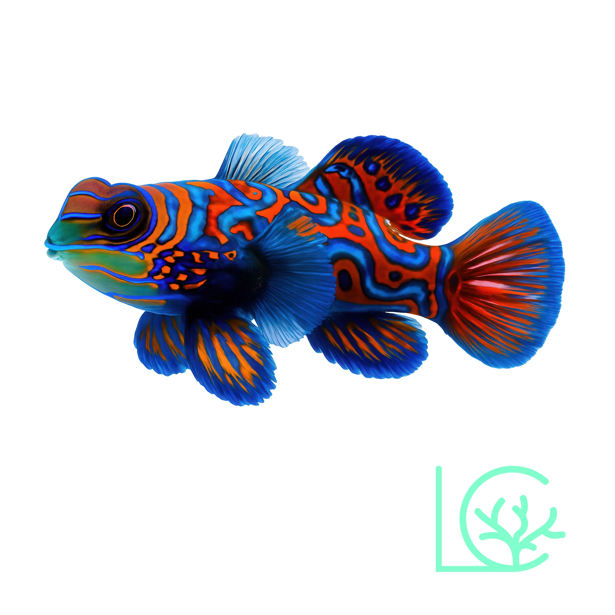 Biota Captive Bred Blue Mandarin