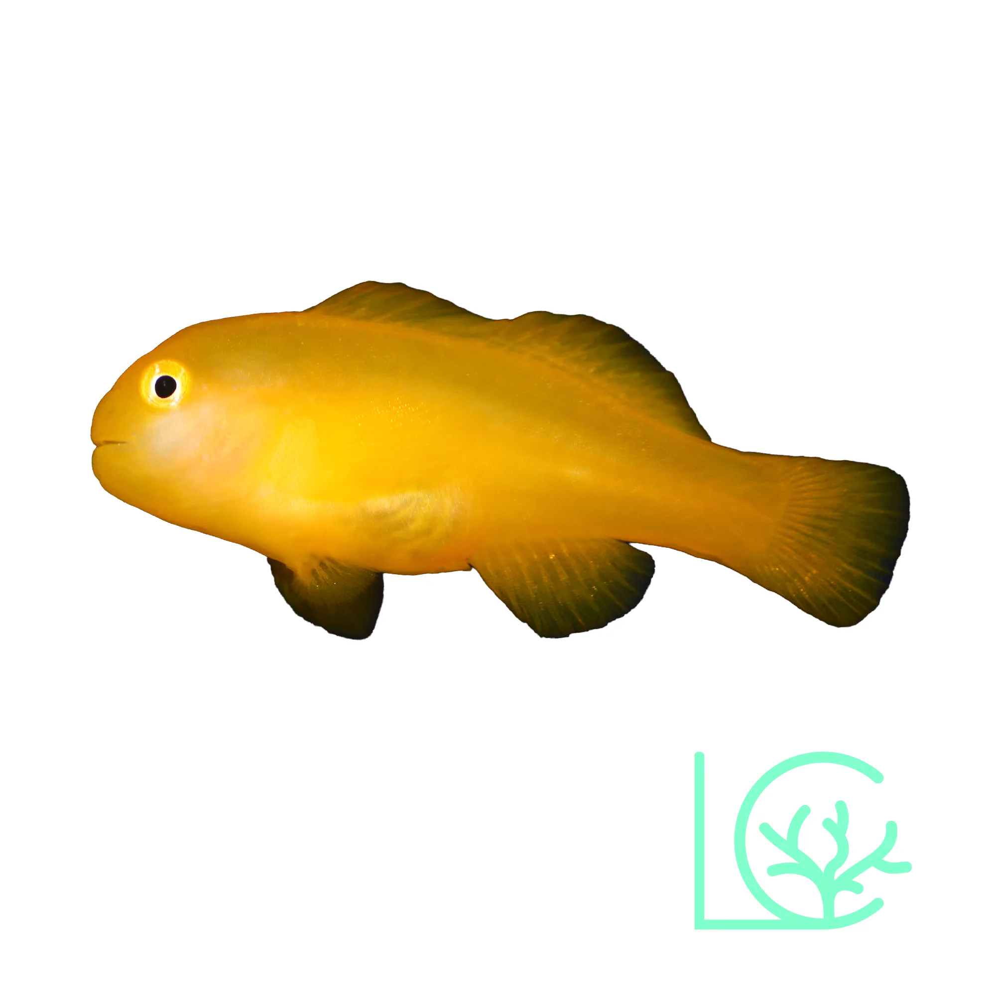 Yellow Clown Goby