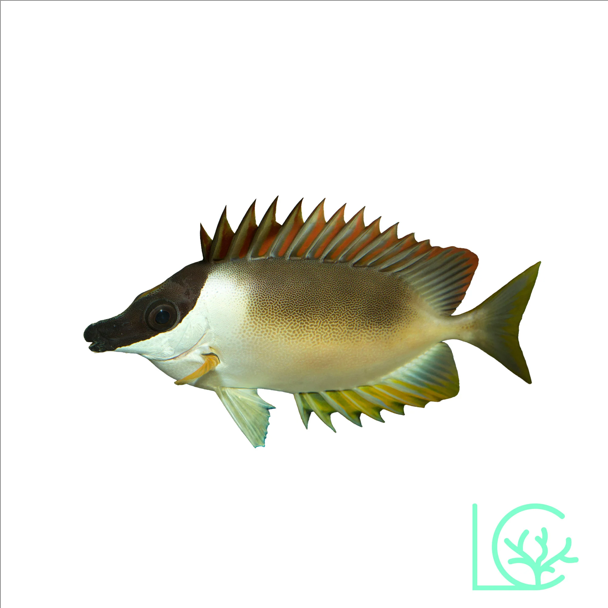 Magnificent Foxface Rabbitfish