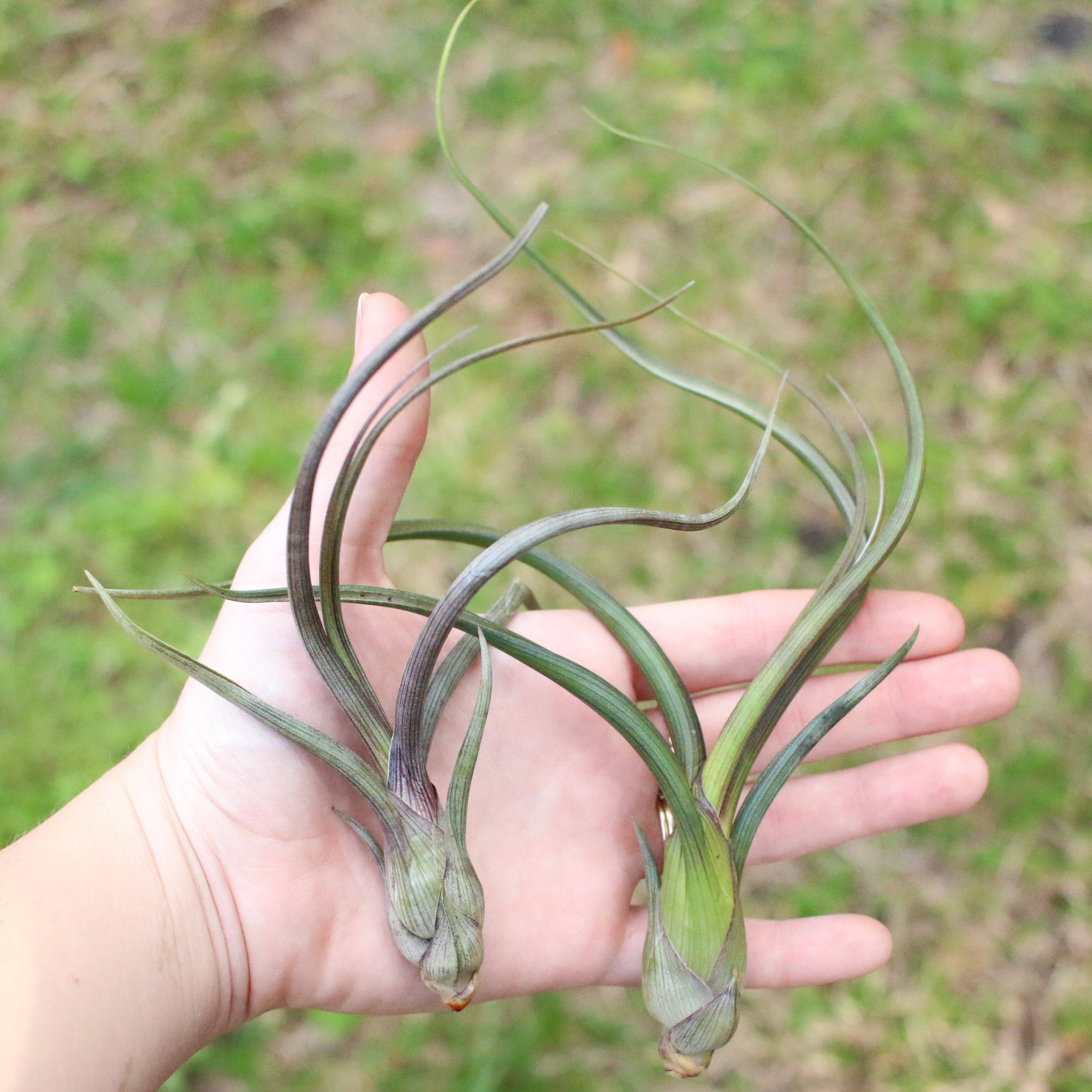 Large Tillandsia Air Plants BAILEYI