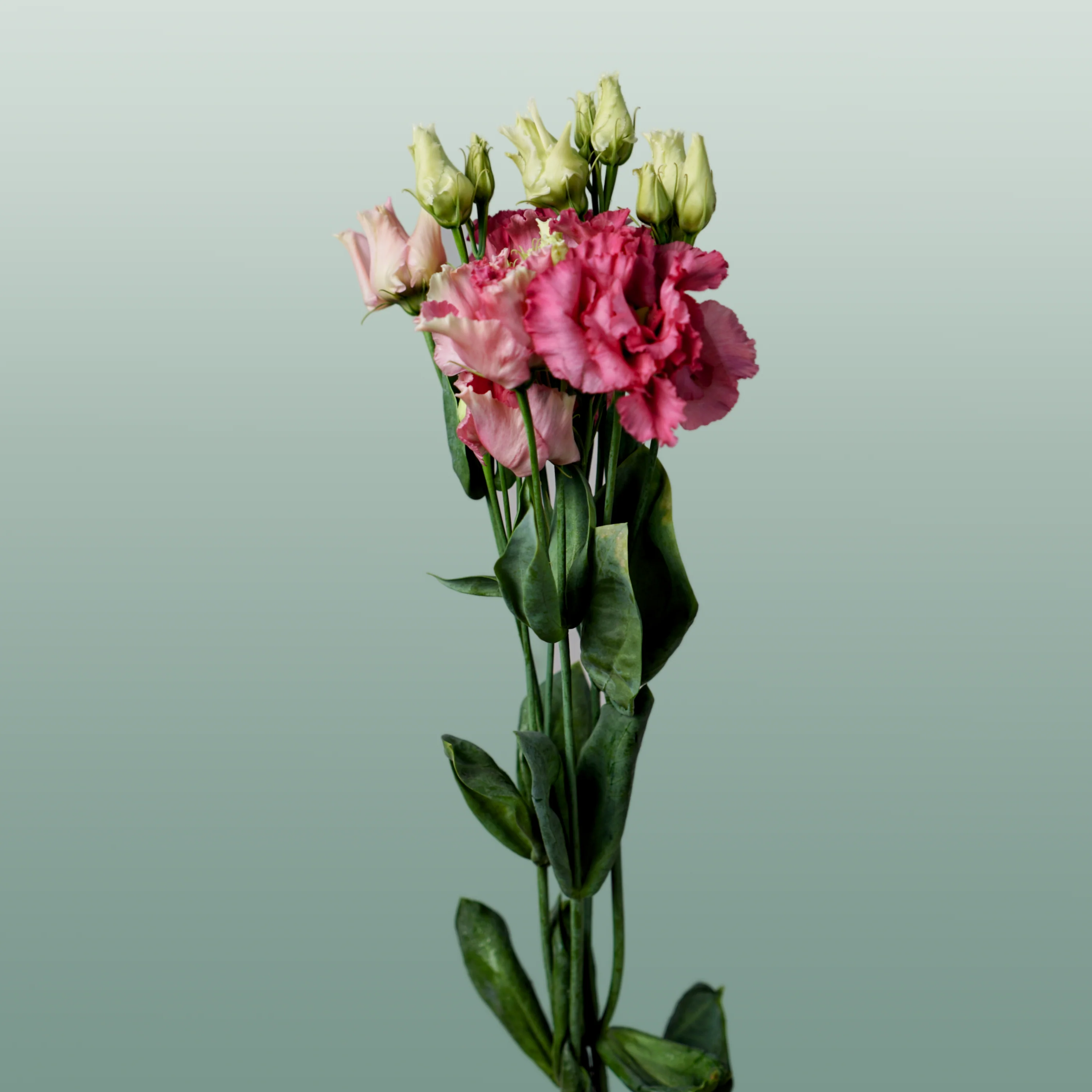 Eustoma Alissa Rose (10 Stems)