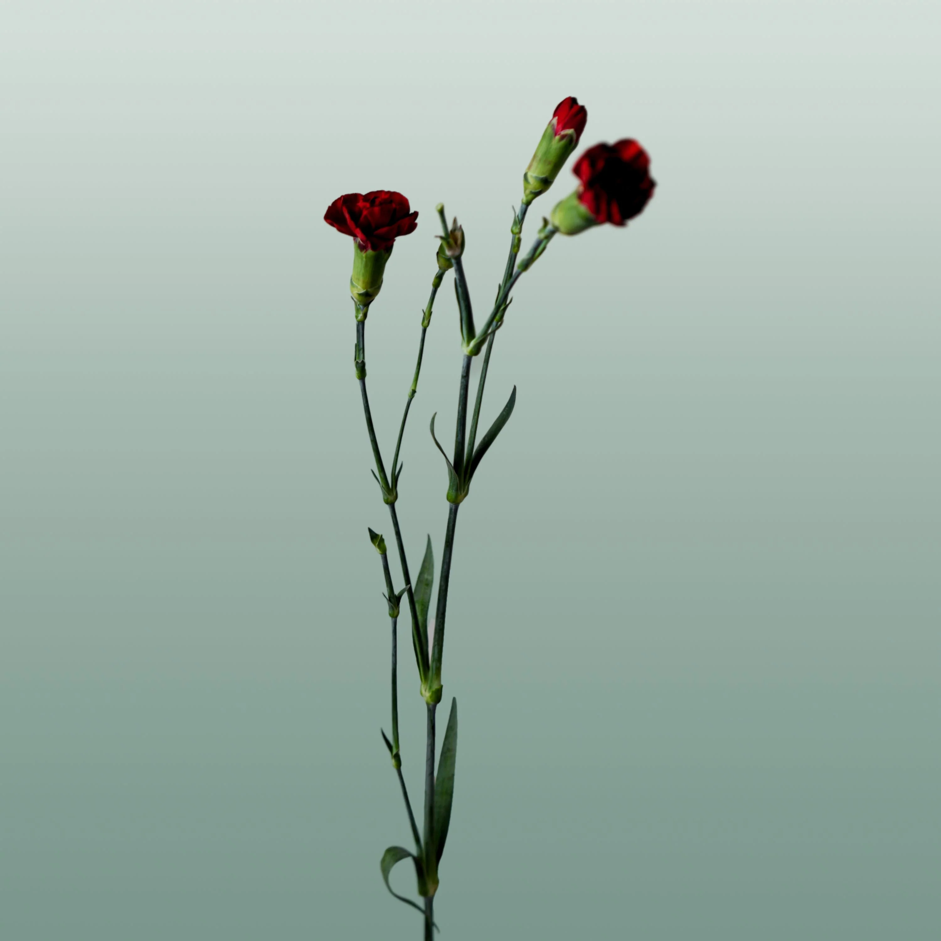 Carnation Spray Chateau (20 Stems)