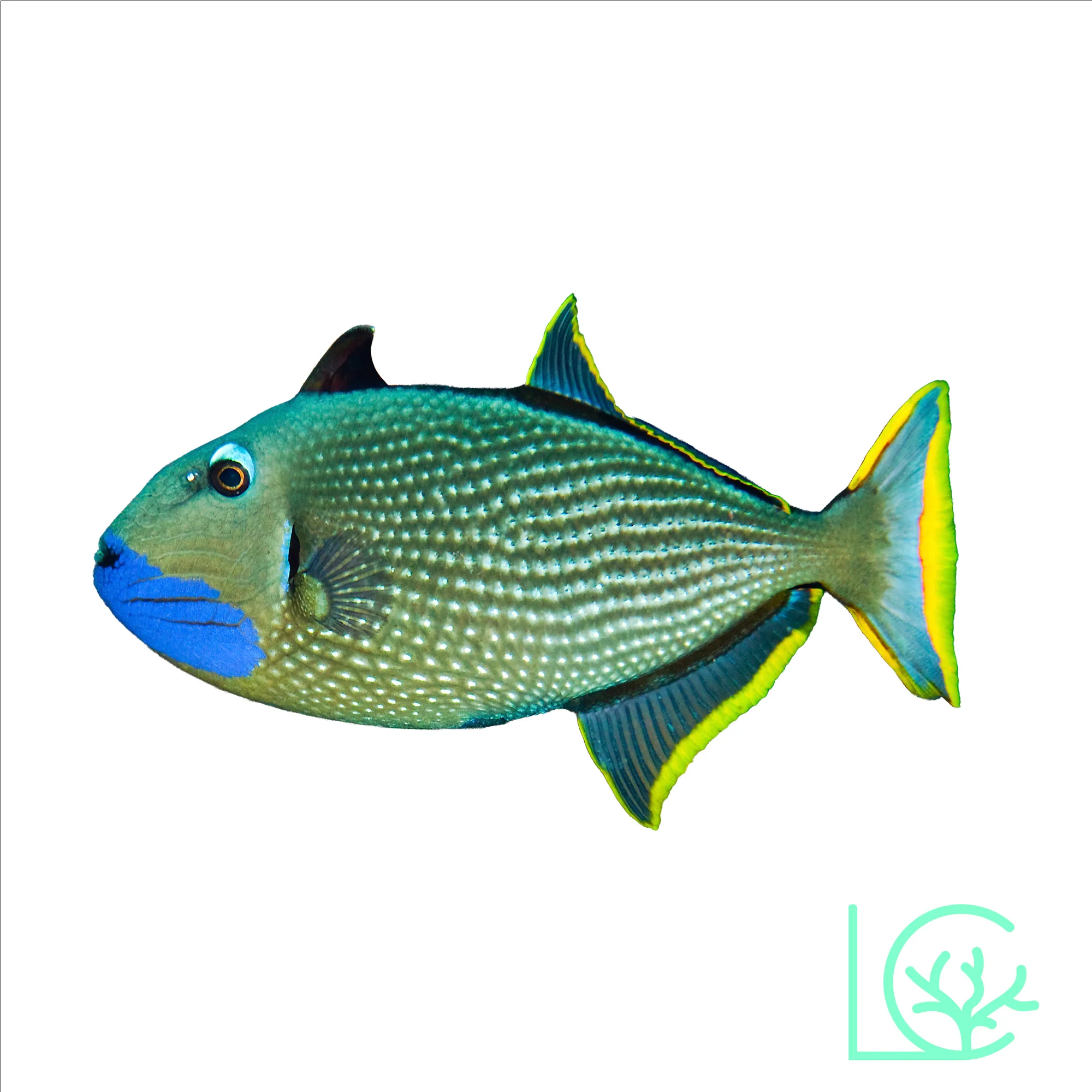 Blue Throat Trigger