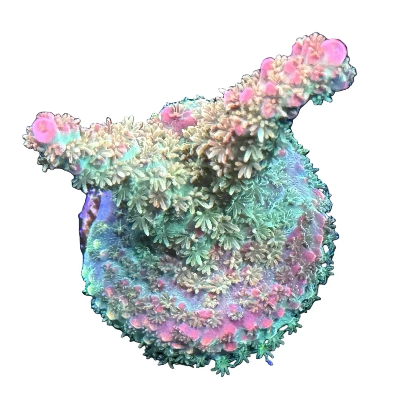 SPS Corals