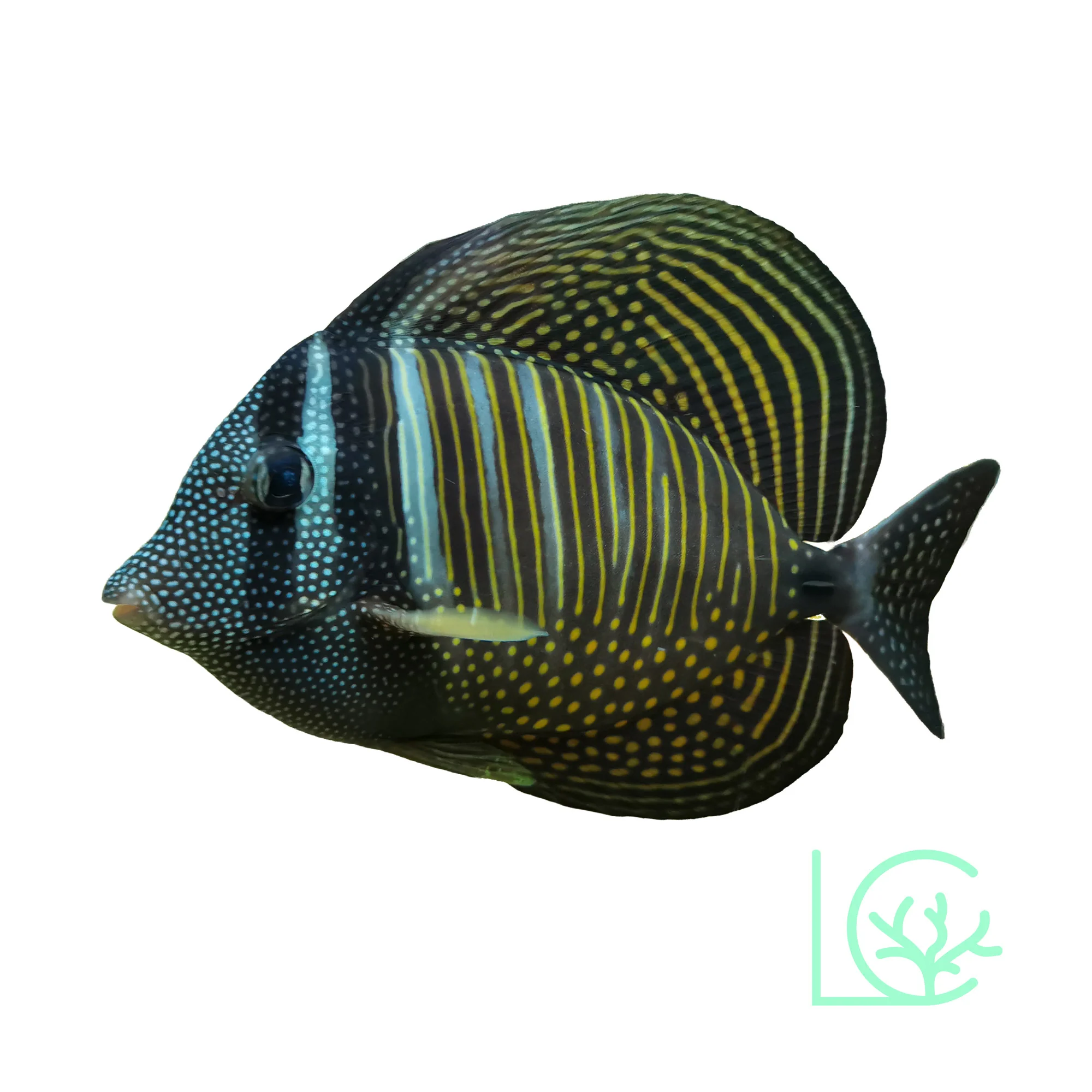 Desjardini Sailfin Tang