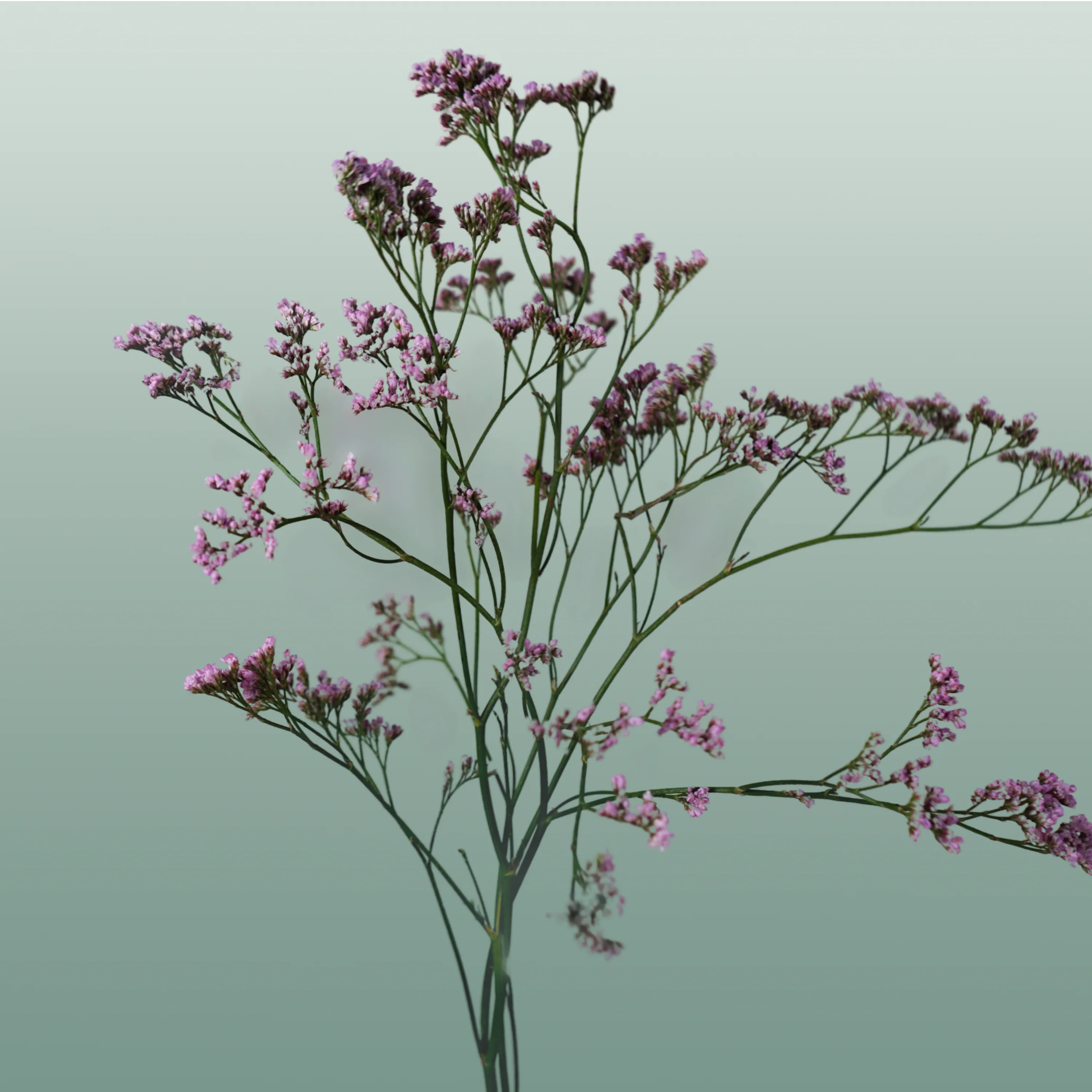 Limonium Oshi Pink (25 Stems)