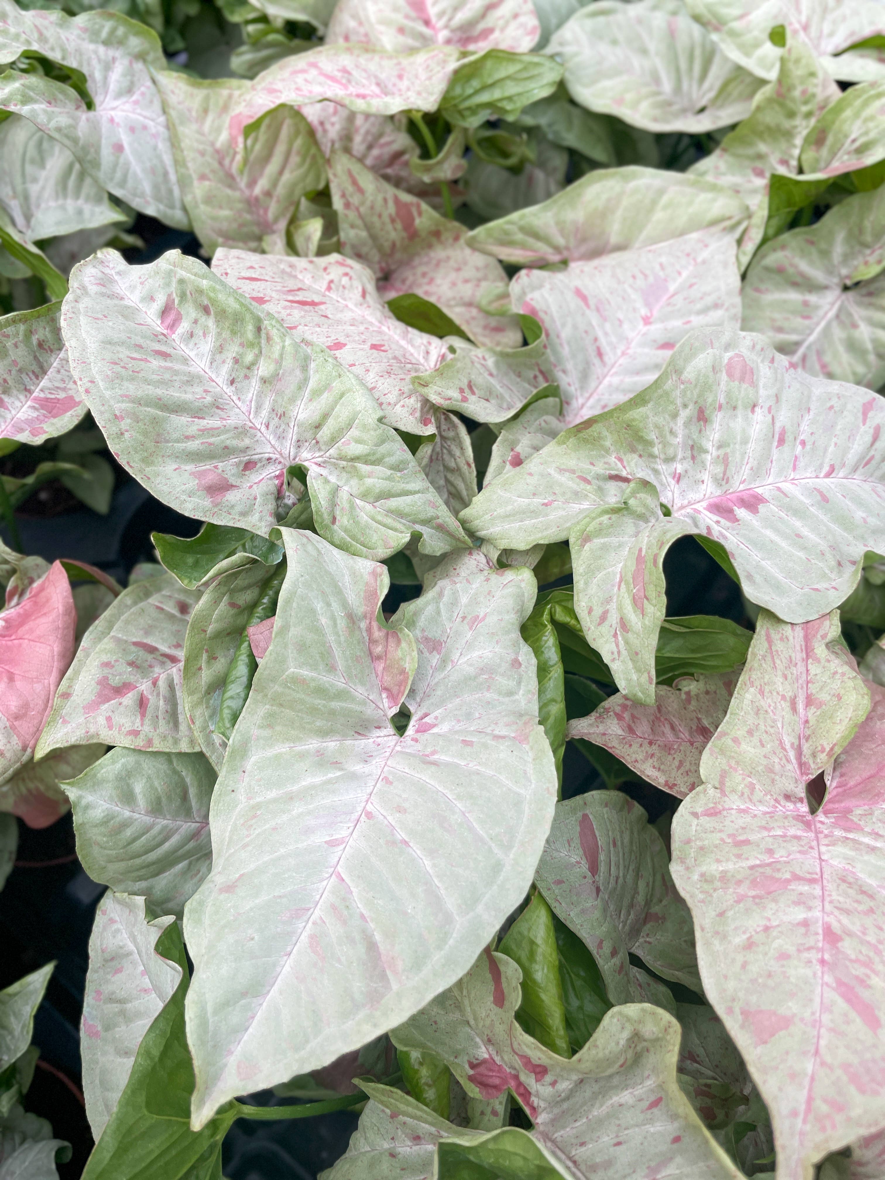 Syngonium Milk Confetti - 4