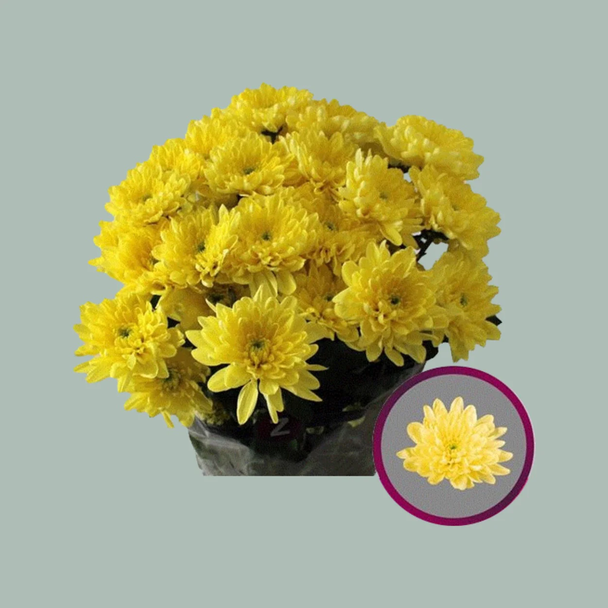 All Occasions Flower