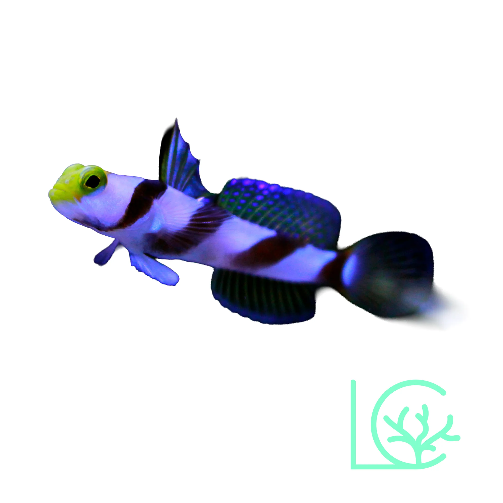Hi Fin Red Banded Goby