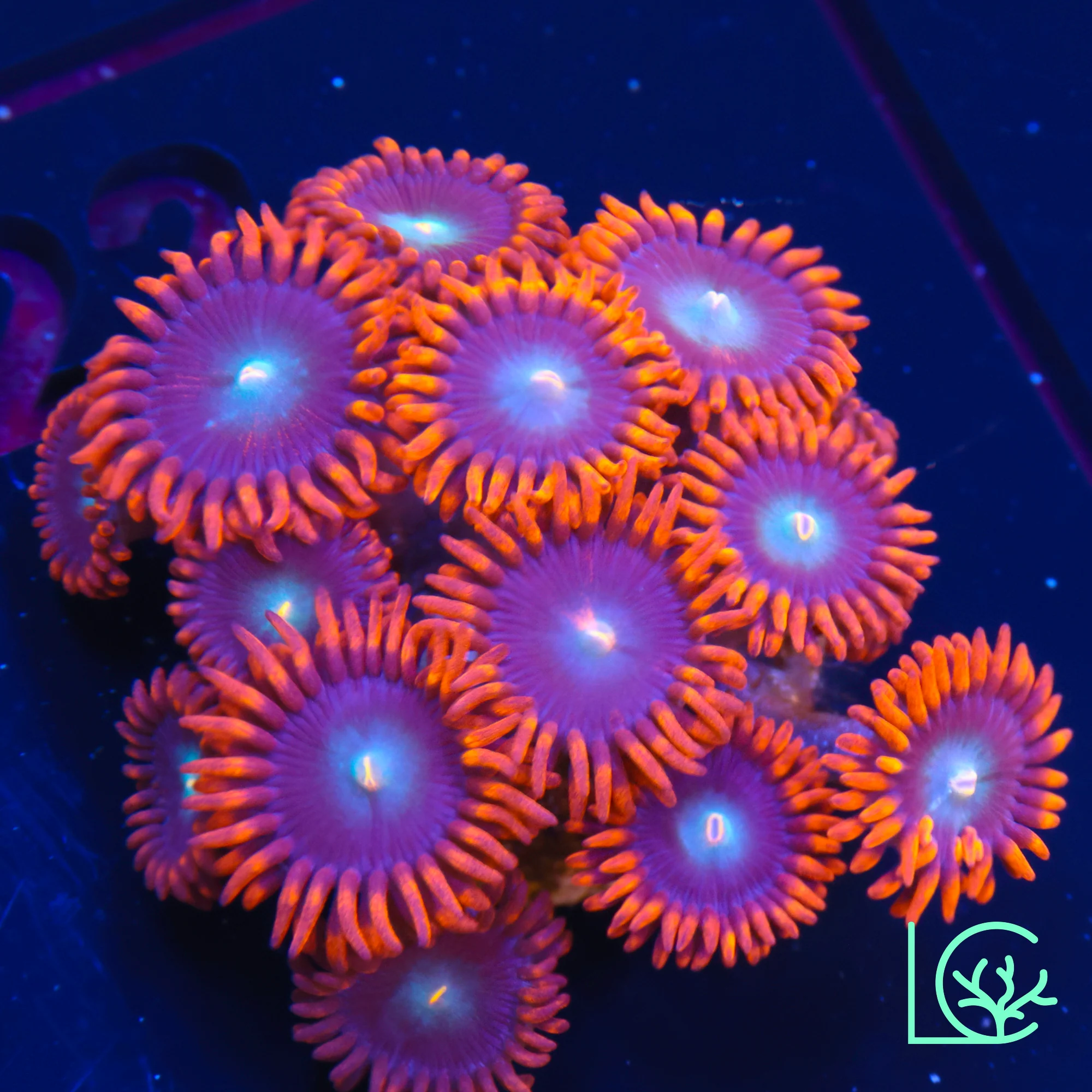 Punk Rocker Zoa WYSIWYG