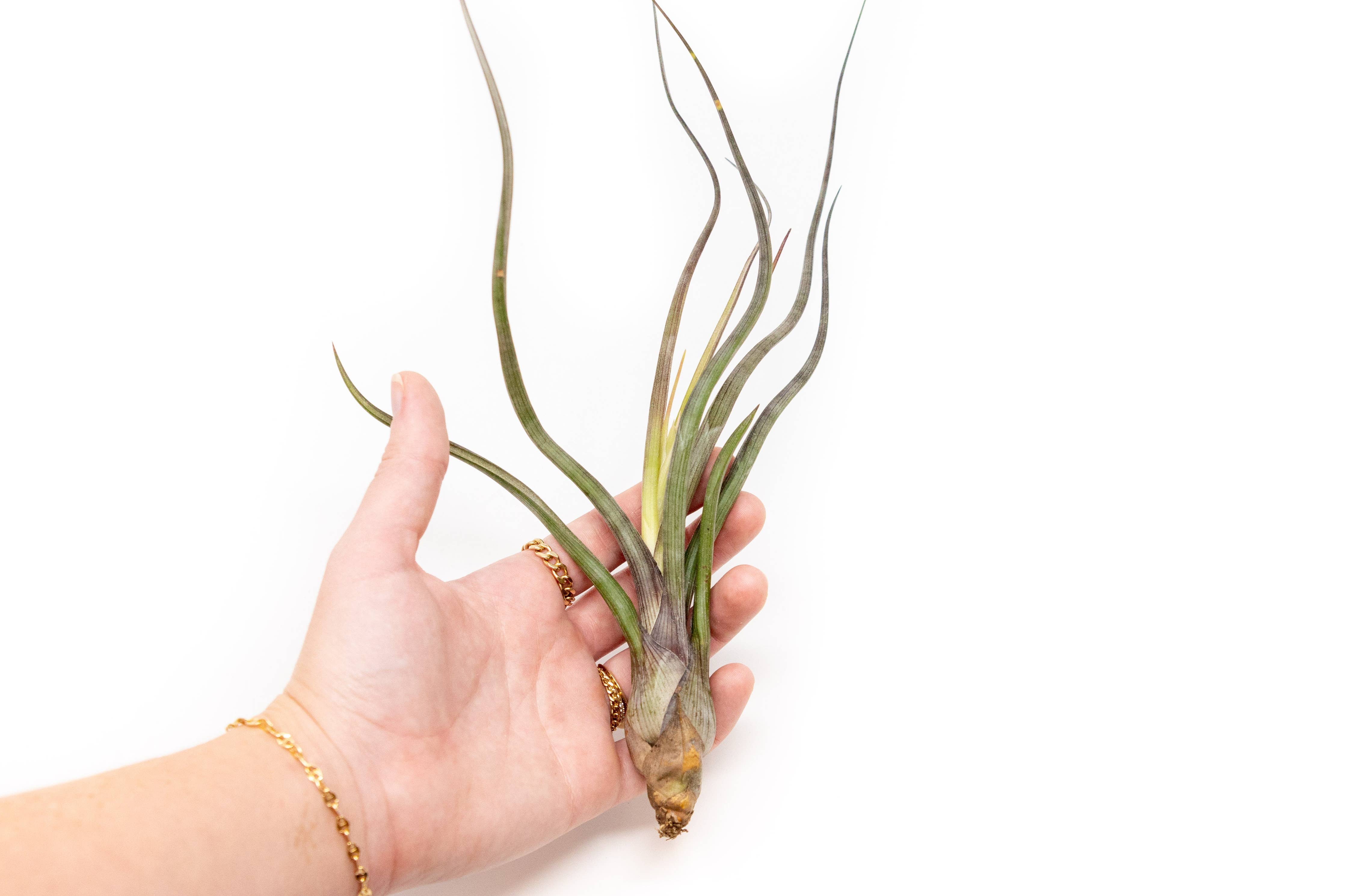 Large Tillandsia Air Plants BAILEYI