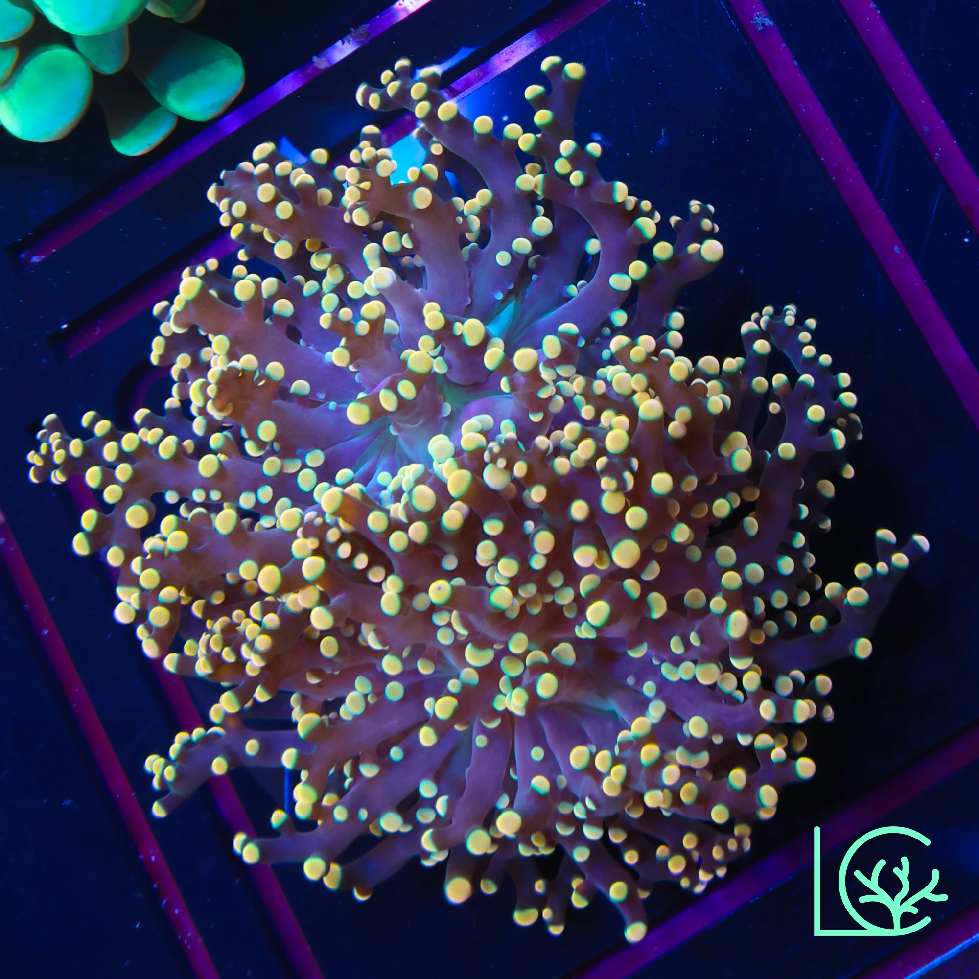 LC Peach Tip Octospawn WYSIWYG