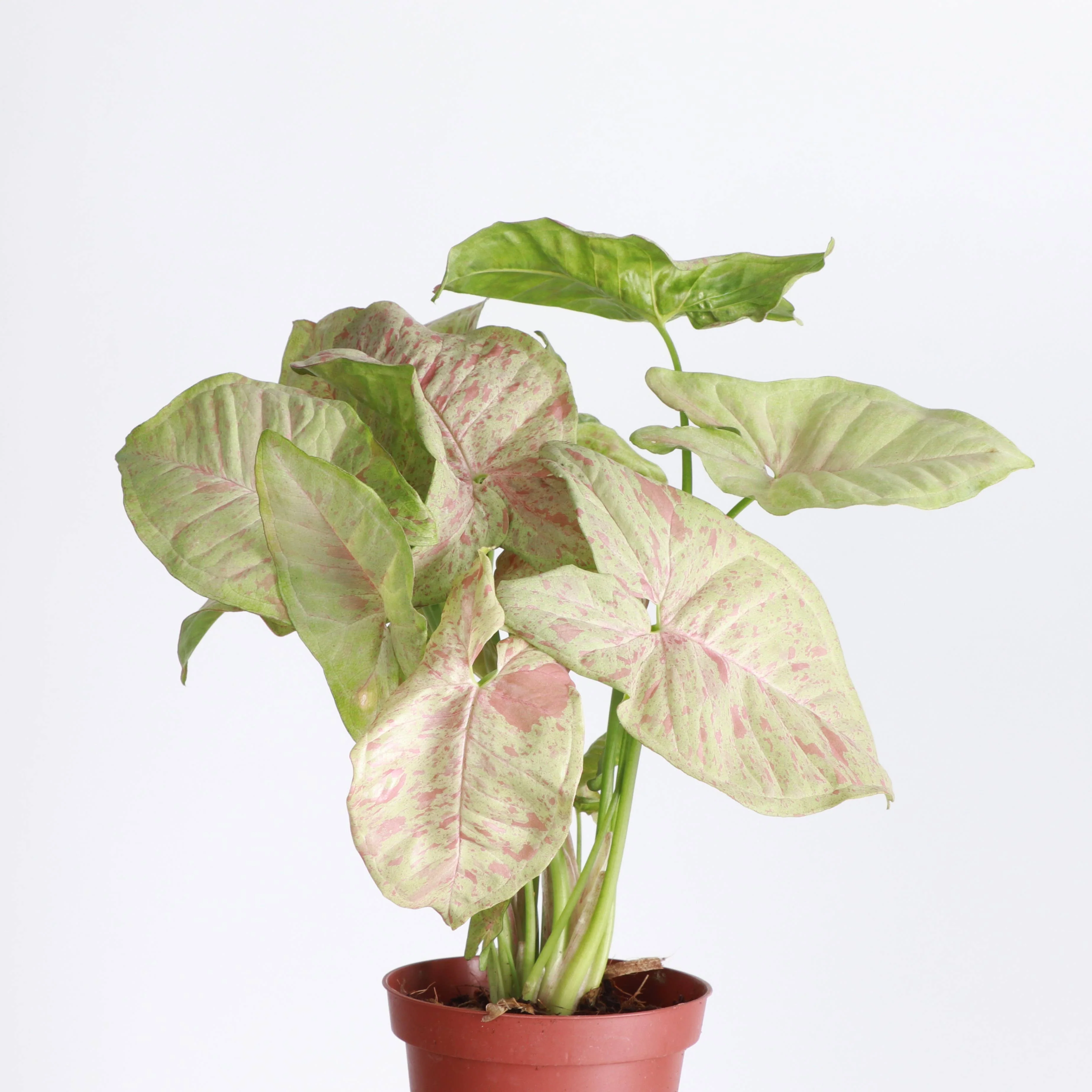 Syngonium Milk Confetti - 4