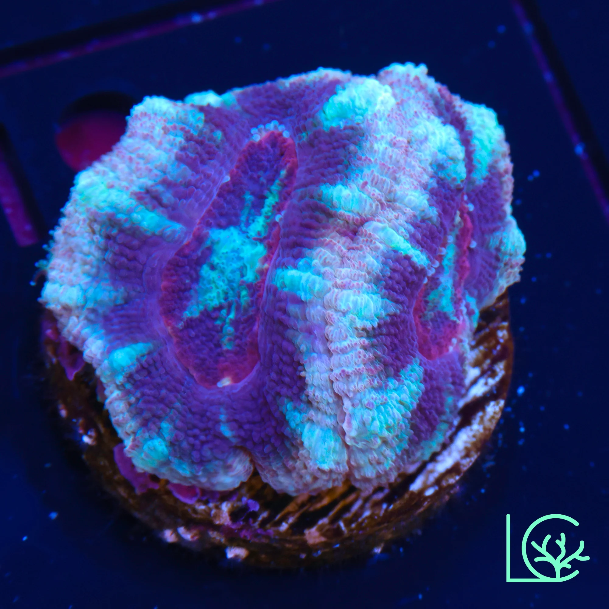 Rainbow Asian Acan WYSIWYG