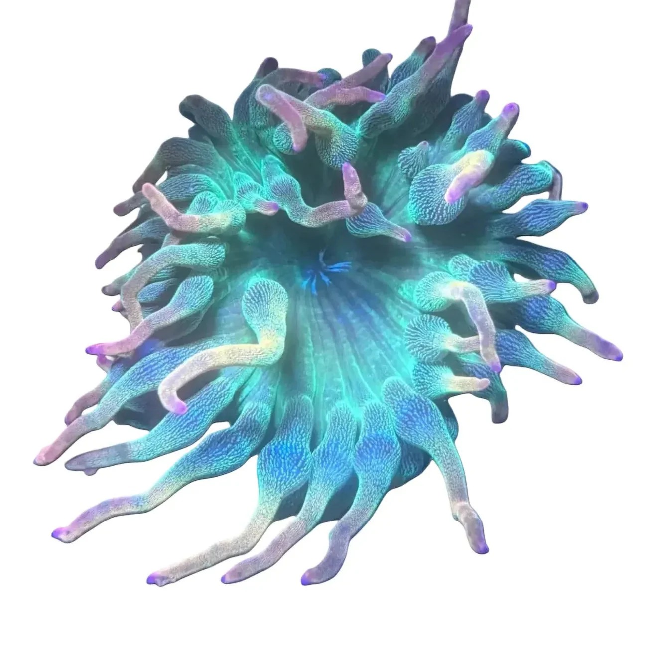 Anemones