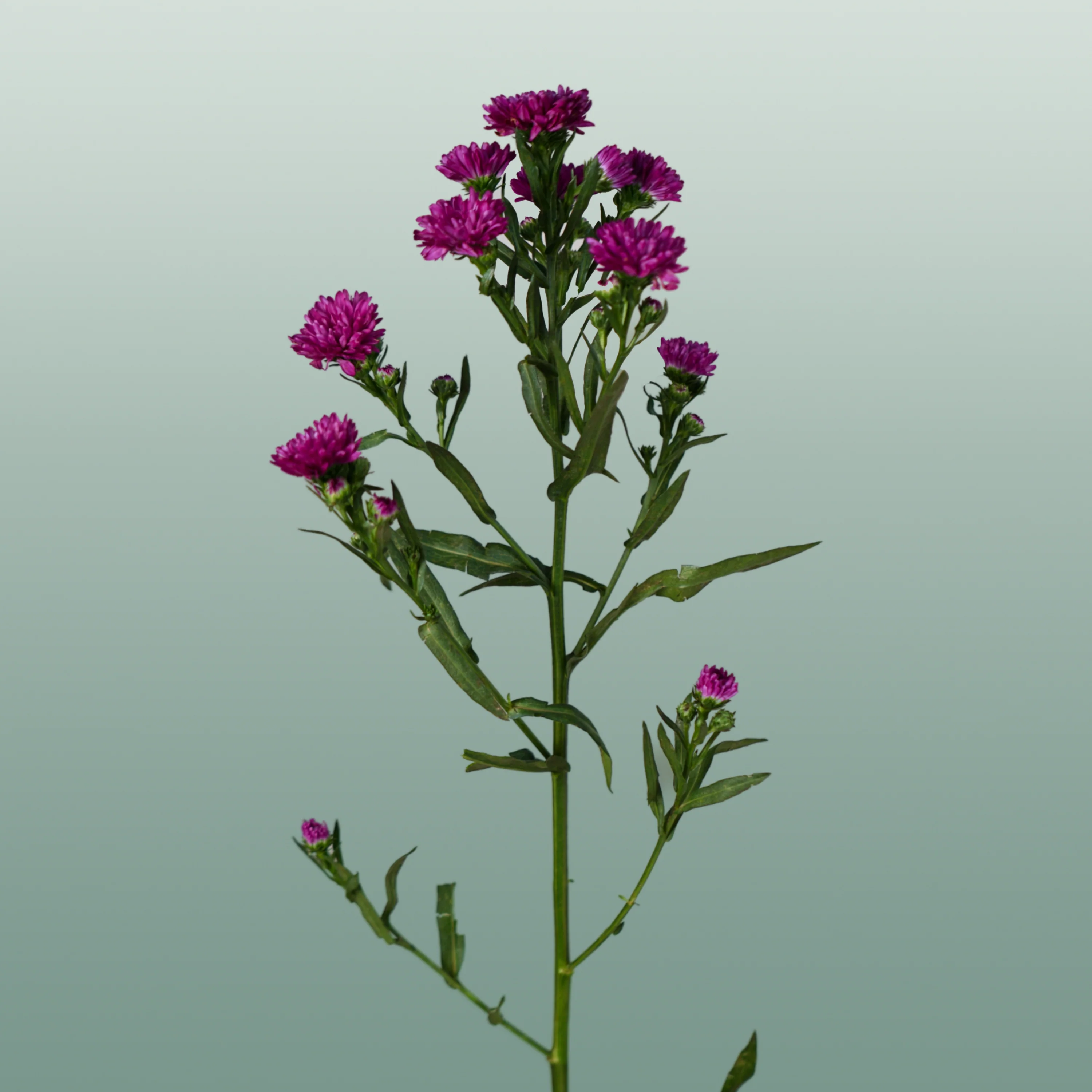 Aster Claudia