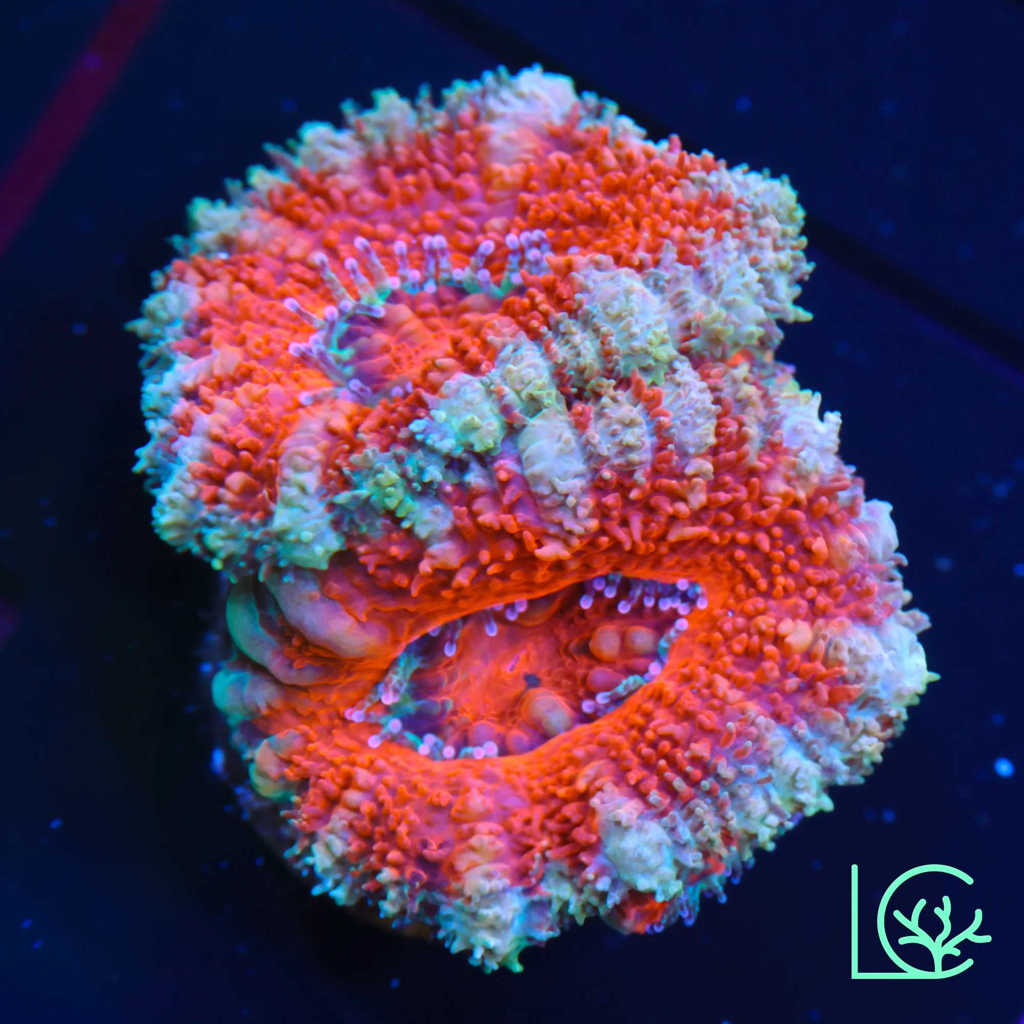 LC Candy Cane Acan WYSIWYG