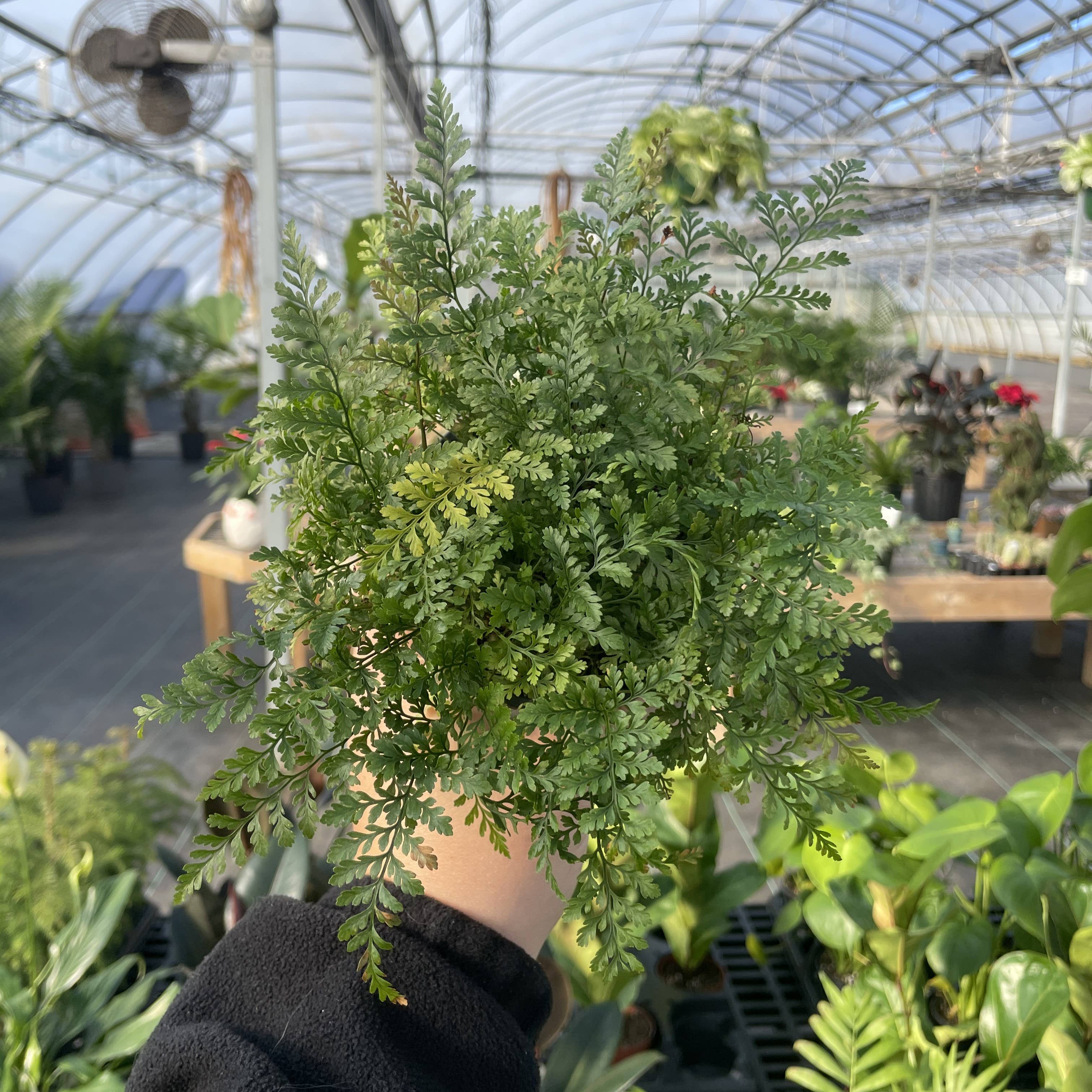 Rabbit's Foot Fern - 4