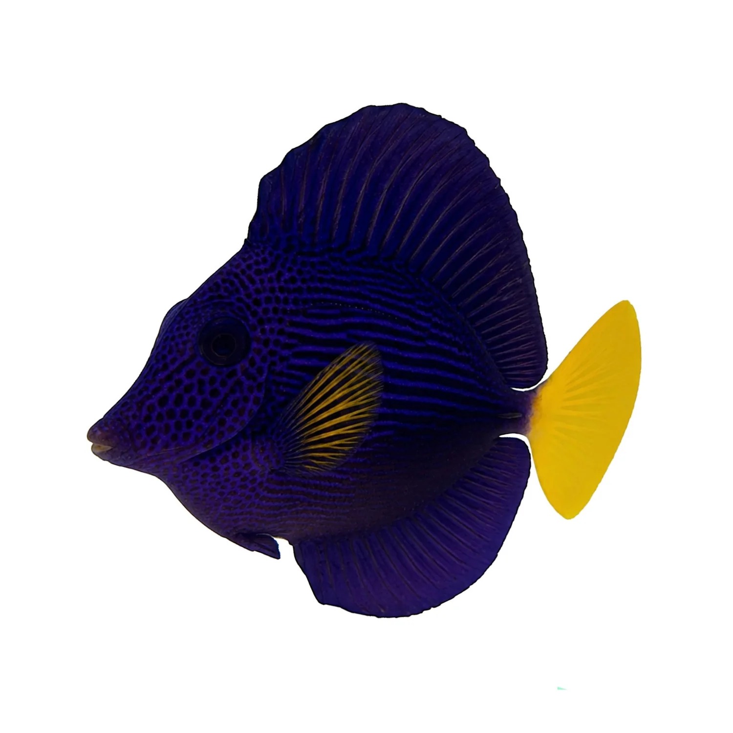 Saltwater Fish