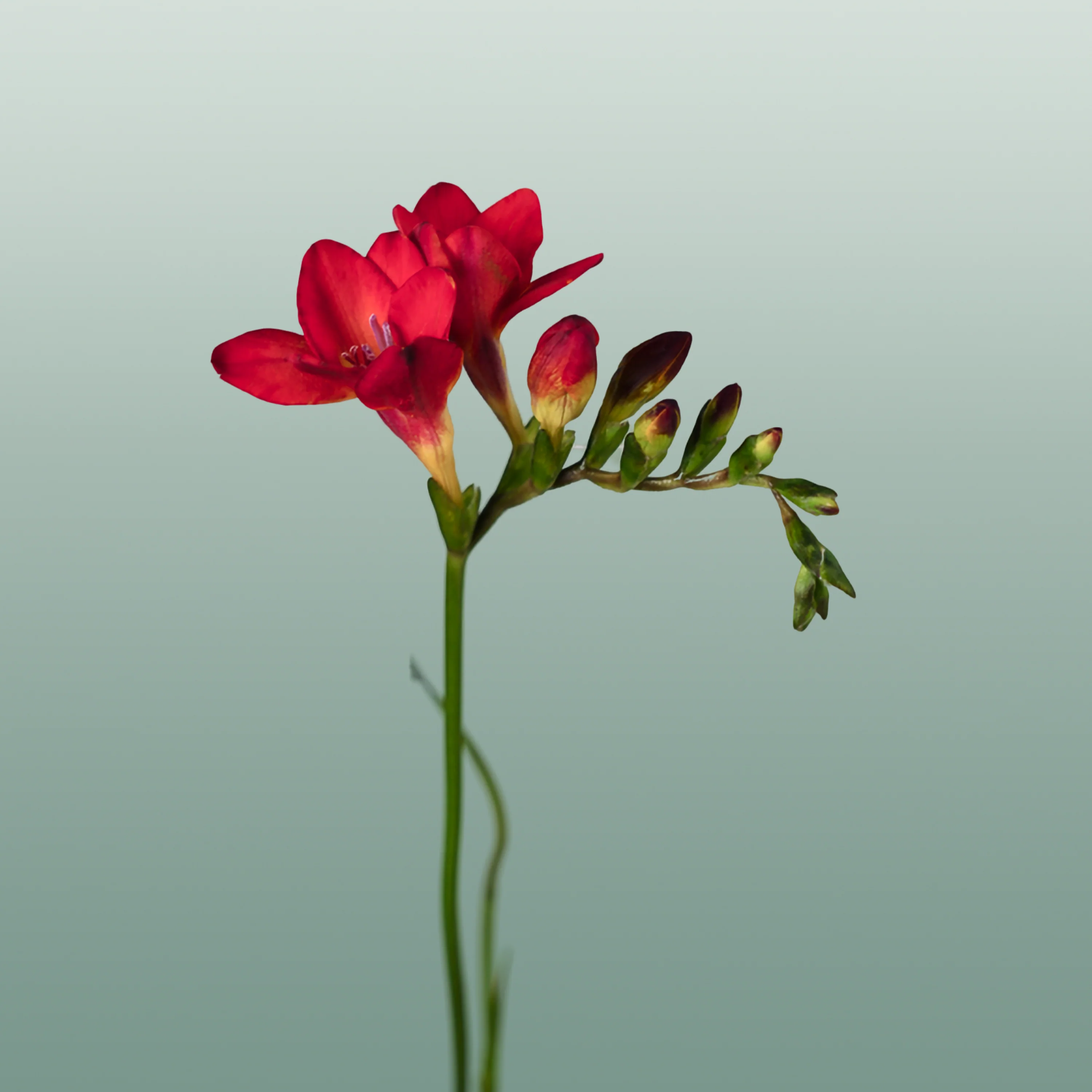Freesia Fireball