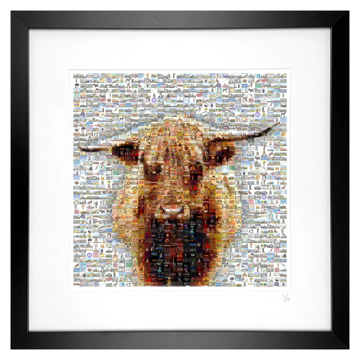 Highland Cow on White
