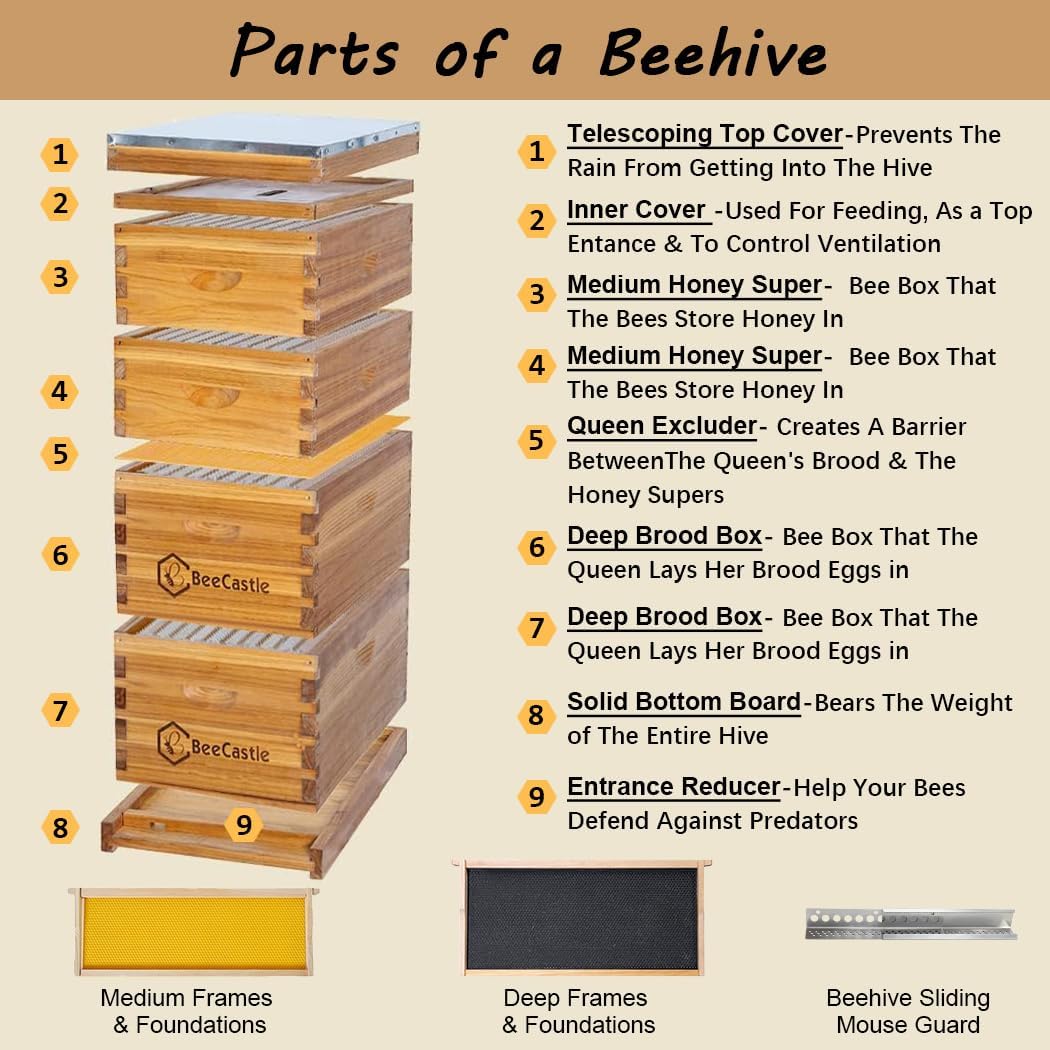 BeeCastle 10 Frame Langstroth Bee Hive Coated with 100% Beeswax Includes Beehive Frames and Waxed Foundations (2 Deep Boxes & 2 Medium Boxes)