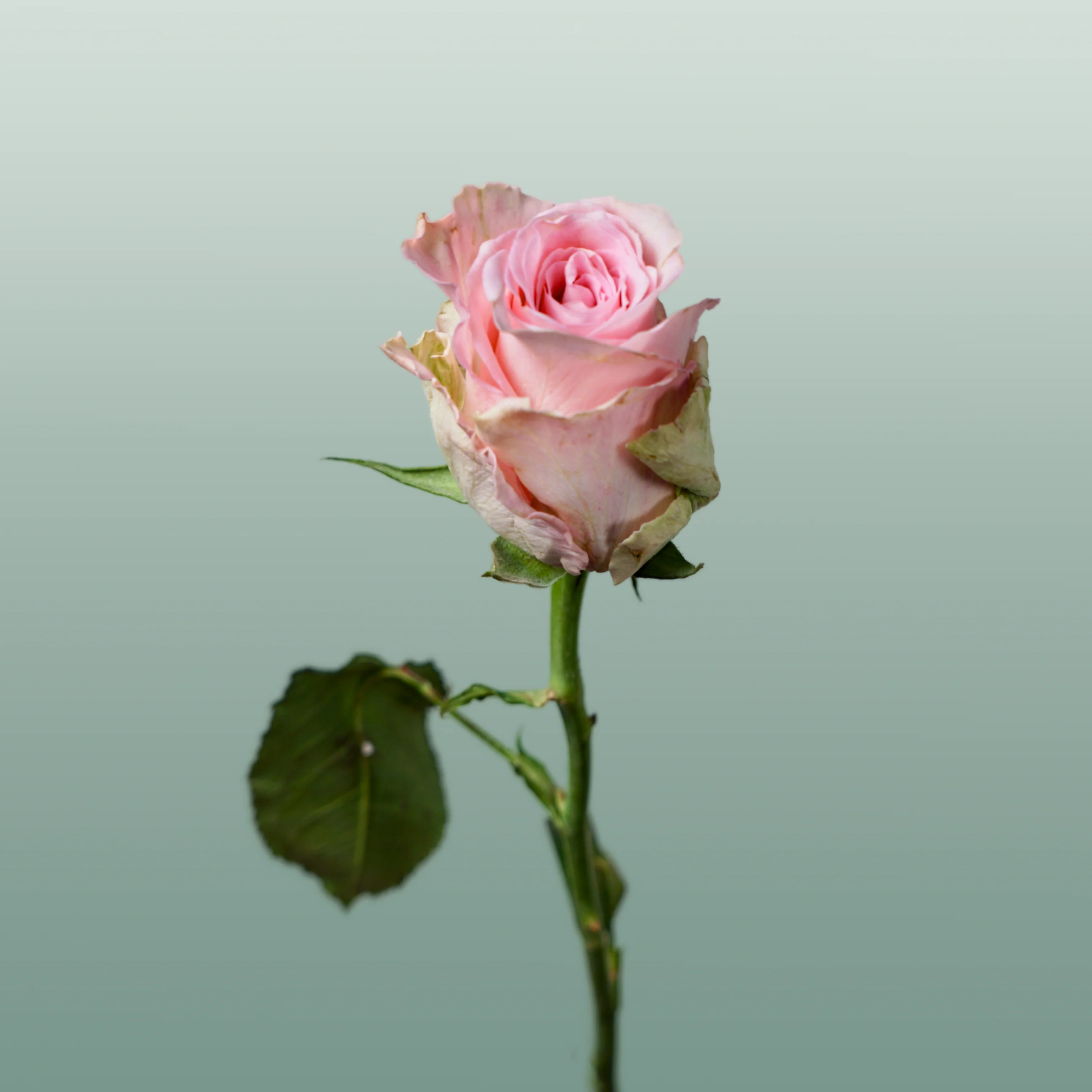 Rose Bisou @