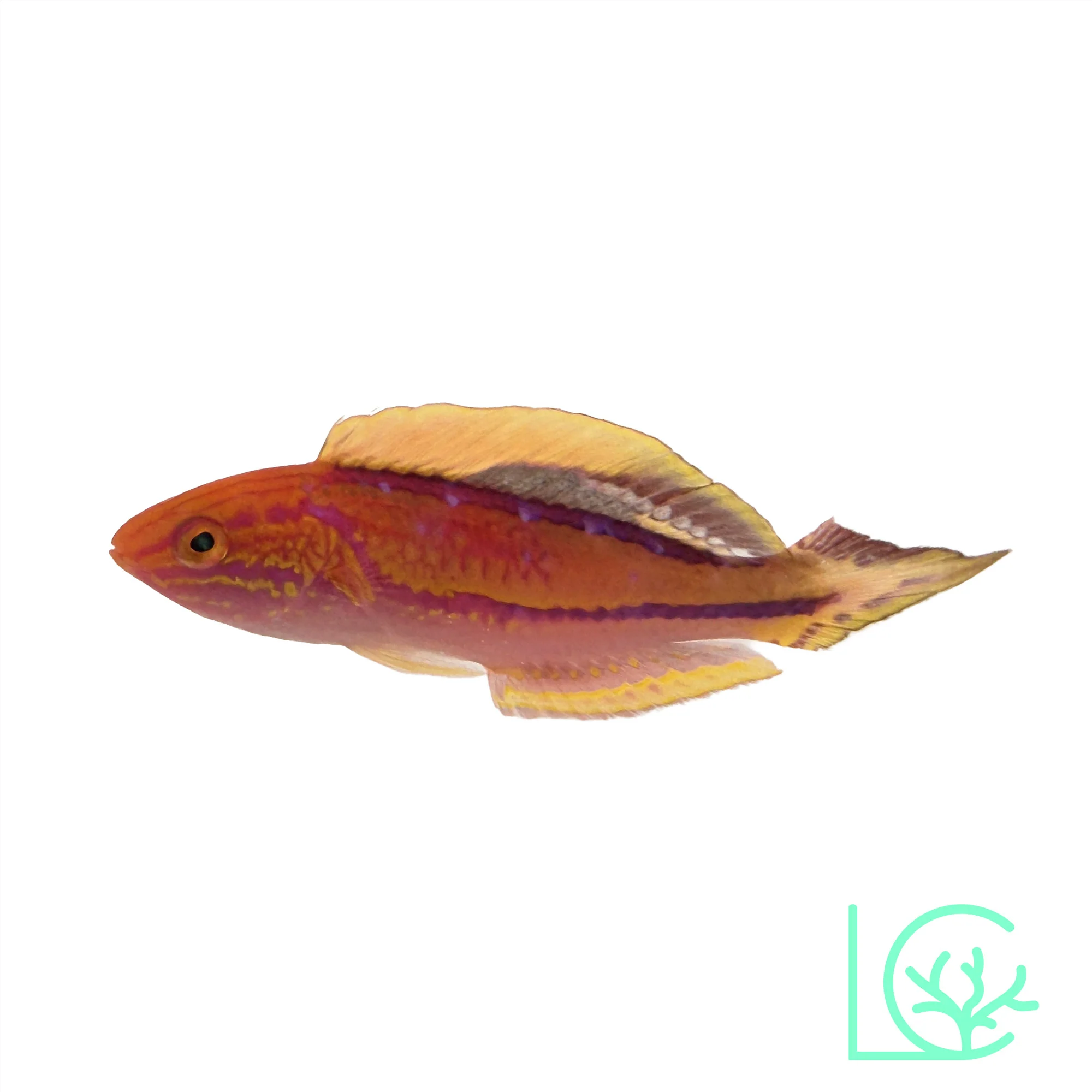Splendid Pintail Fairy Wrasse