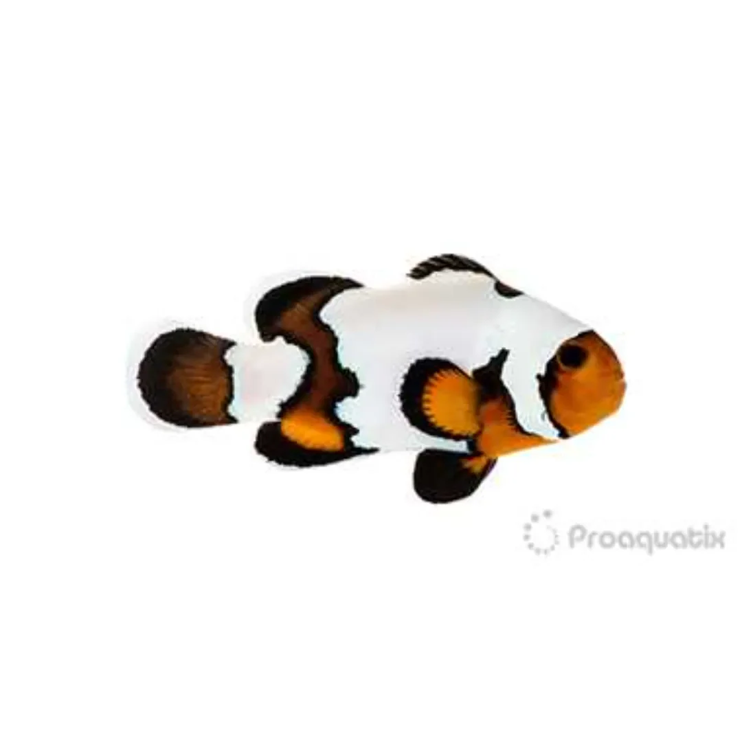 Premium Black Ice Snowflake Clownfish