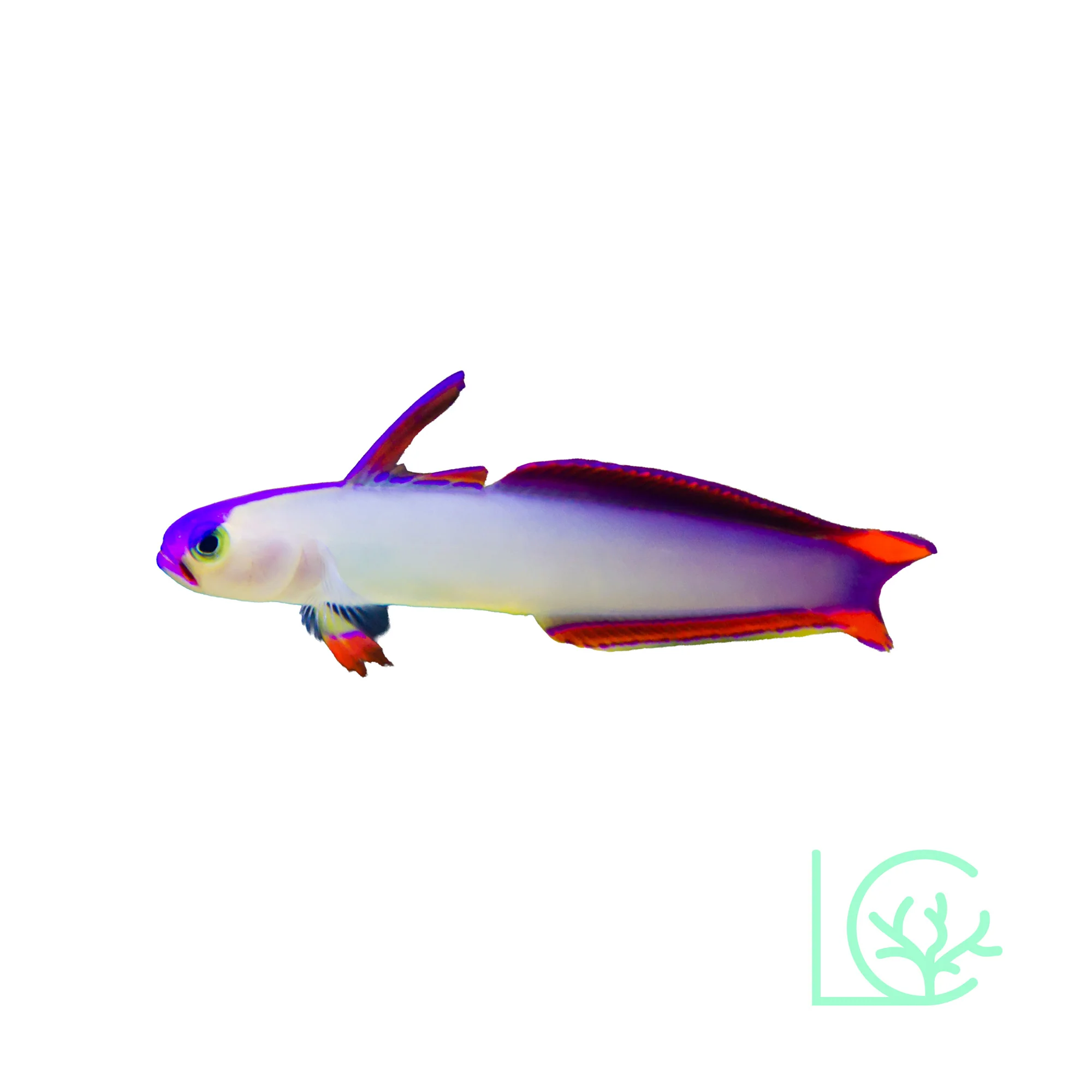 Purple Firefish Goby