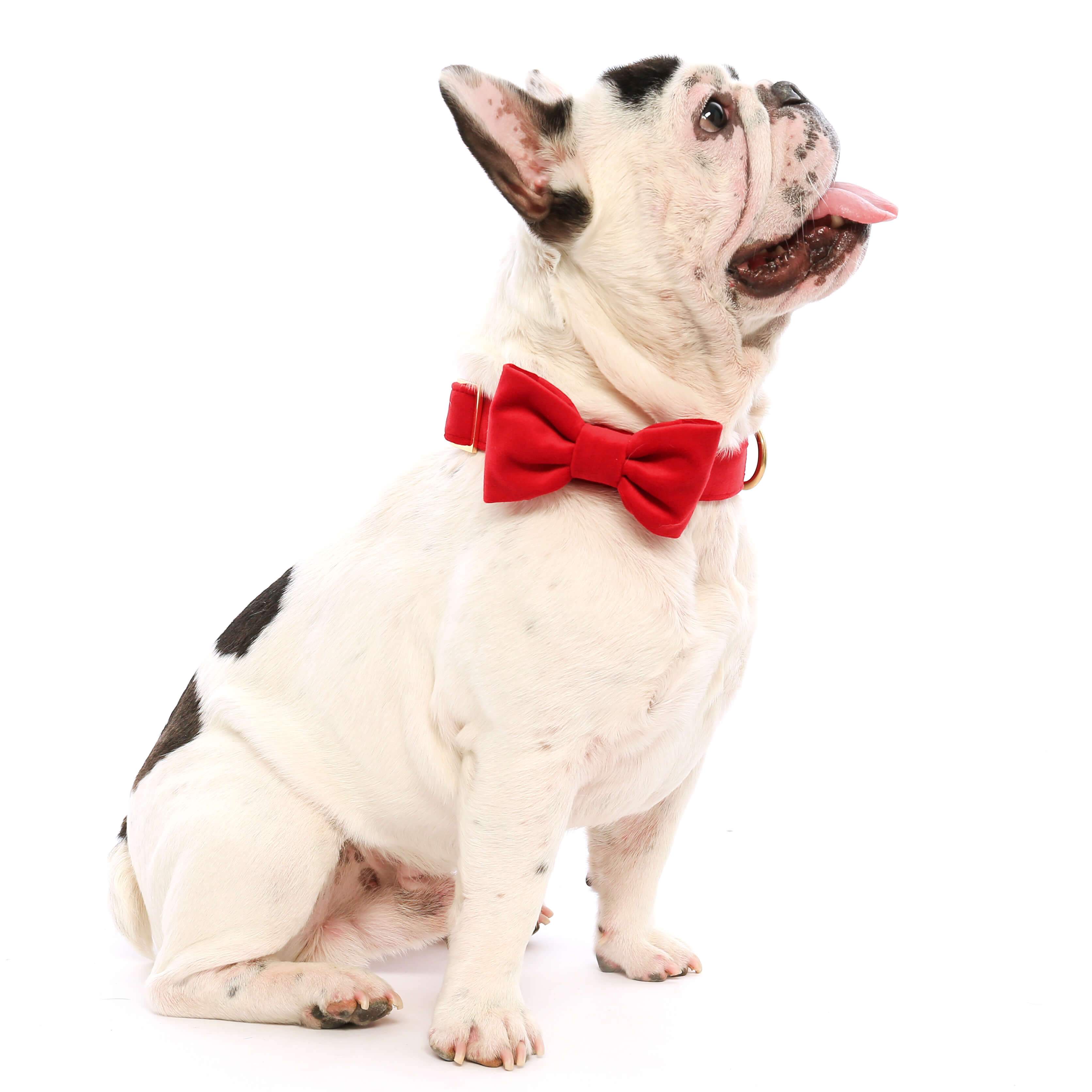 Cranberry Velvet Bow Tie Collar