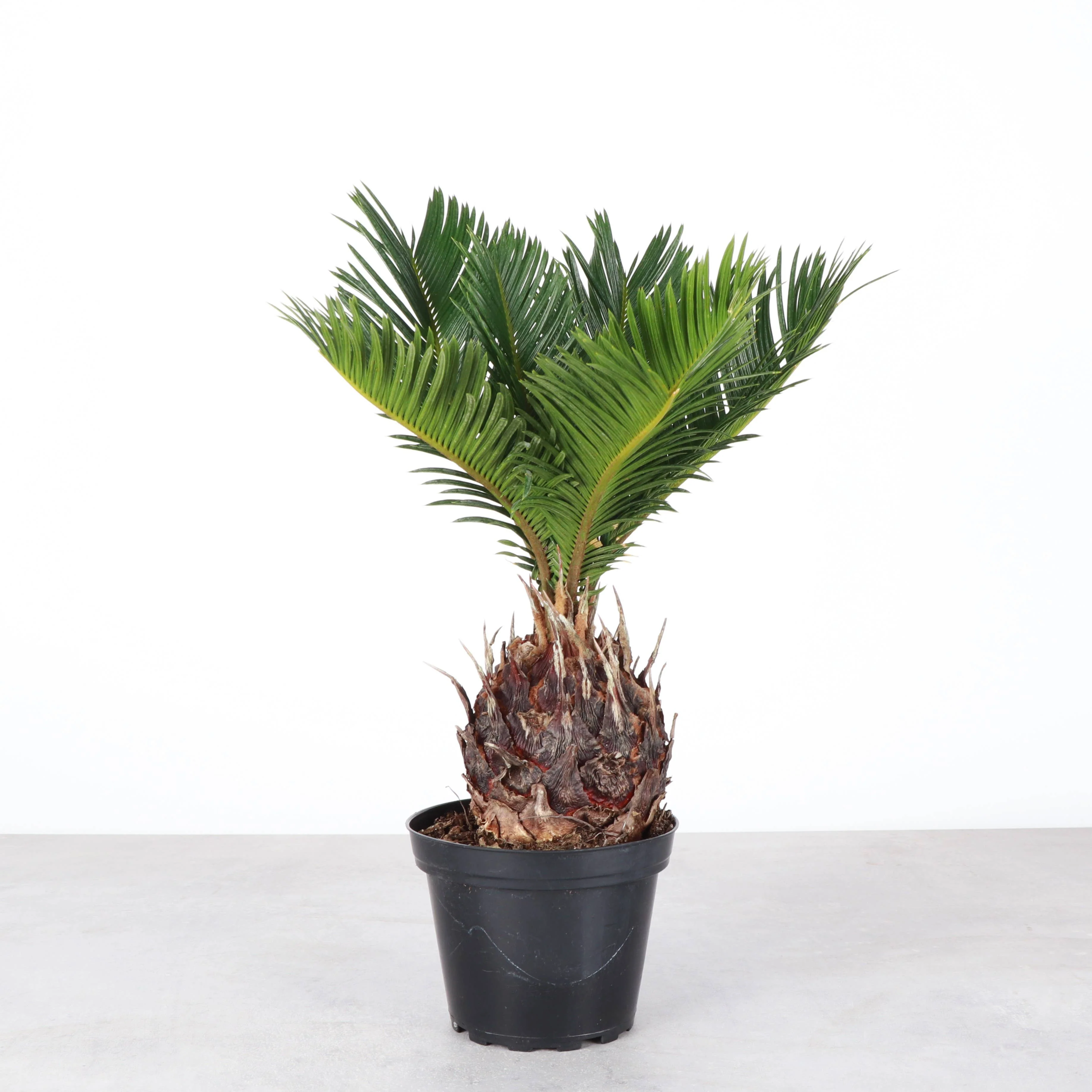 Sago Palm - Live Plant 6
