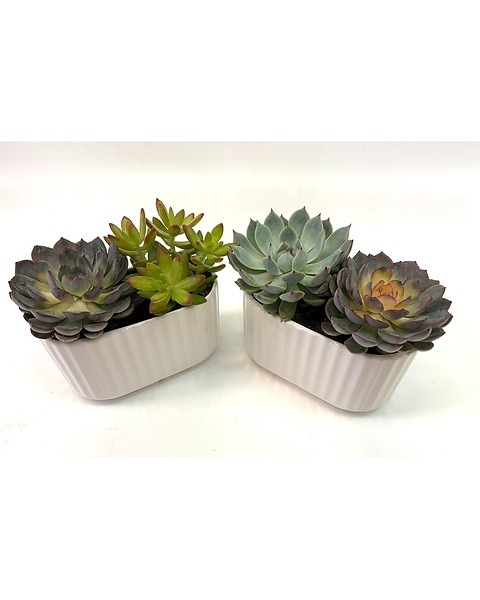 Desert Oasis Premium Succulent Planter