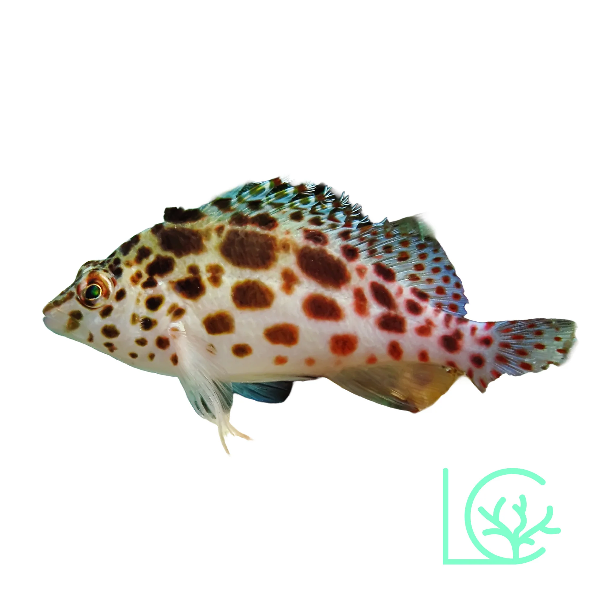 Pixie Hawkfish