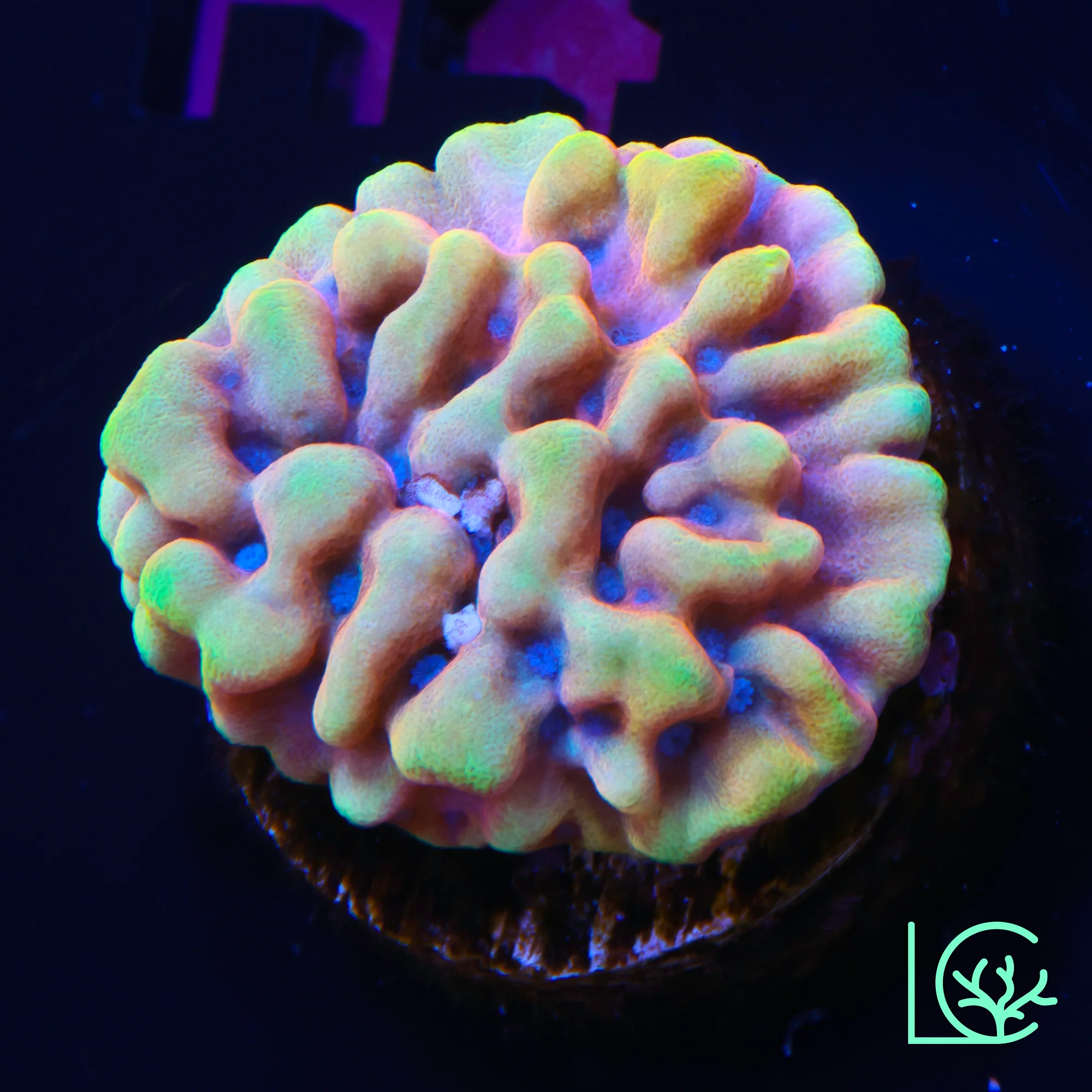 JF Alter Ego Montipora WYSIWYG