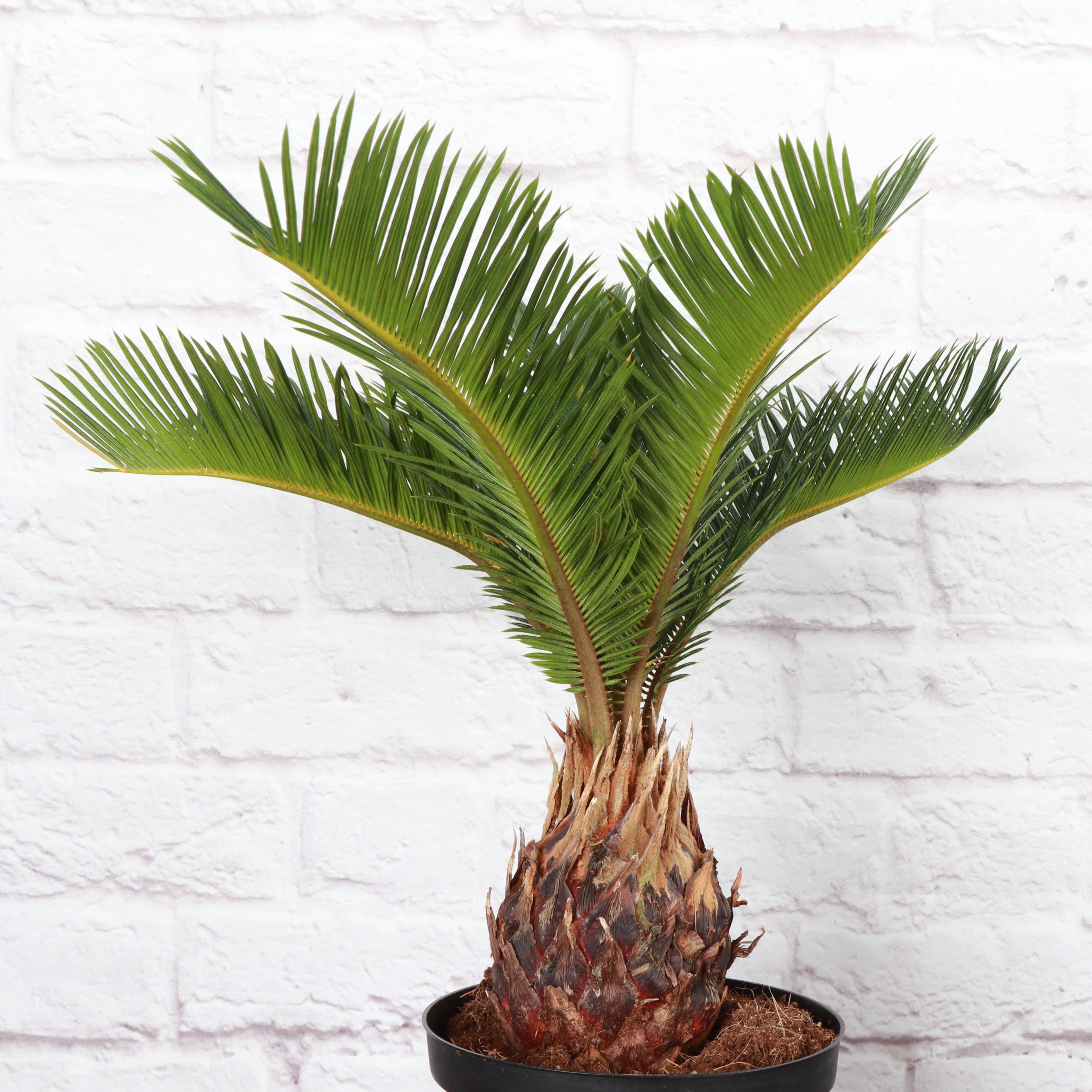 Sago Palm - Live Plant 6