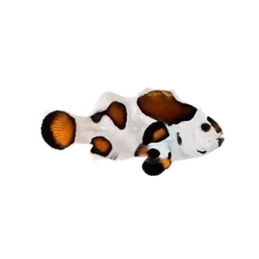 Mocha Storm Clownfish