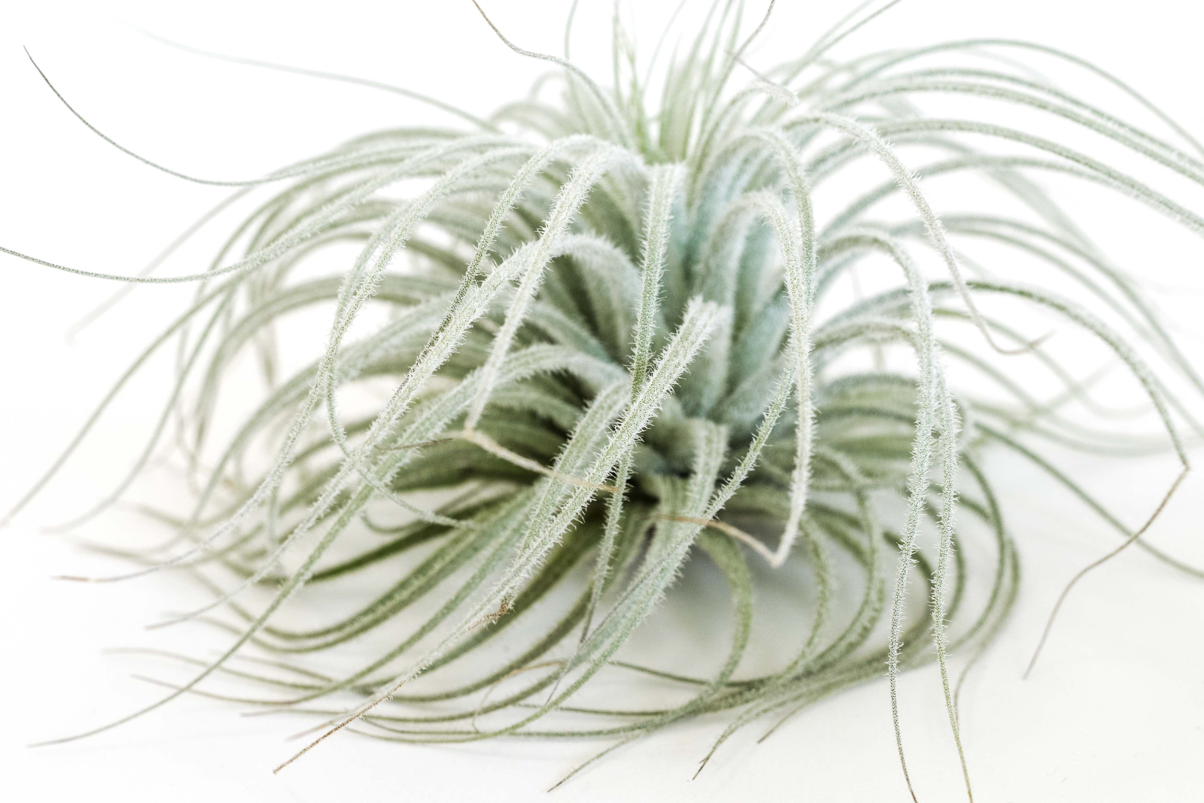 Extra Large Tillandsia Tectorum Ecuador Air Plant Live