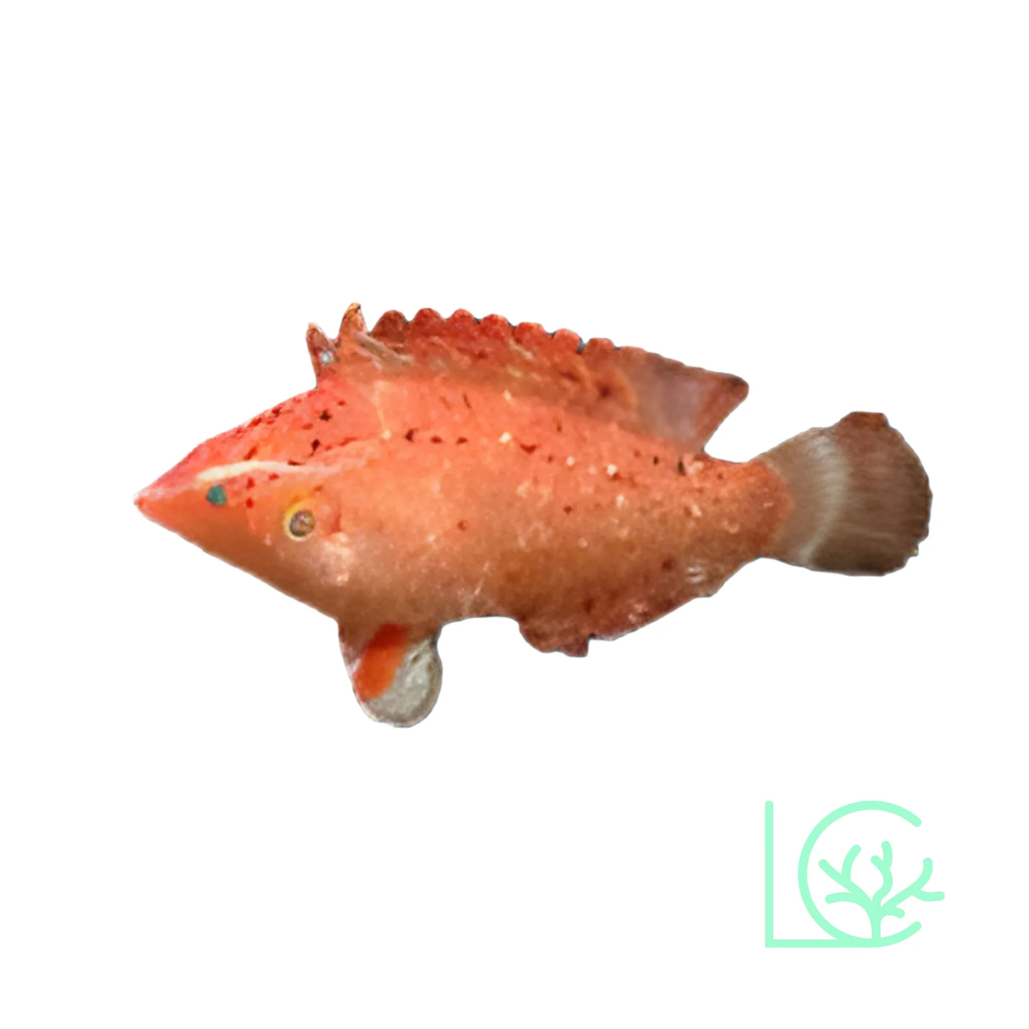 Cryptic Wrasse