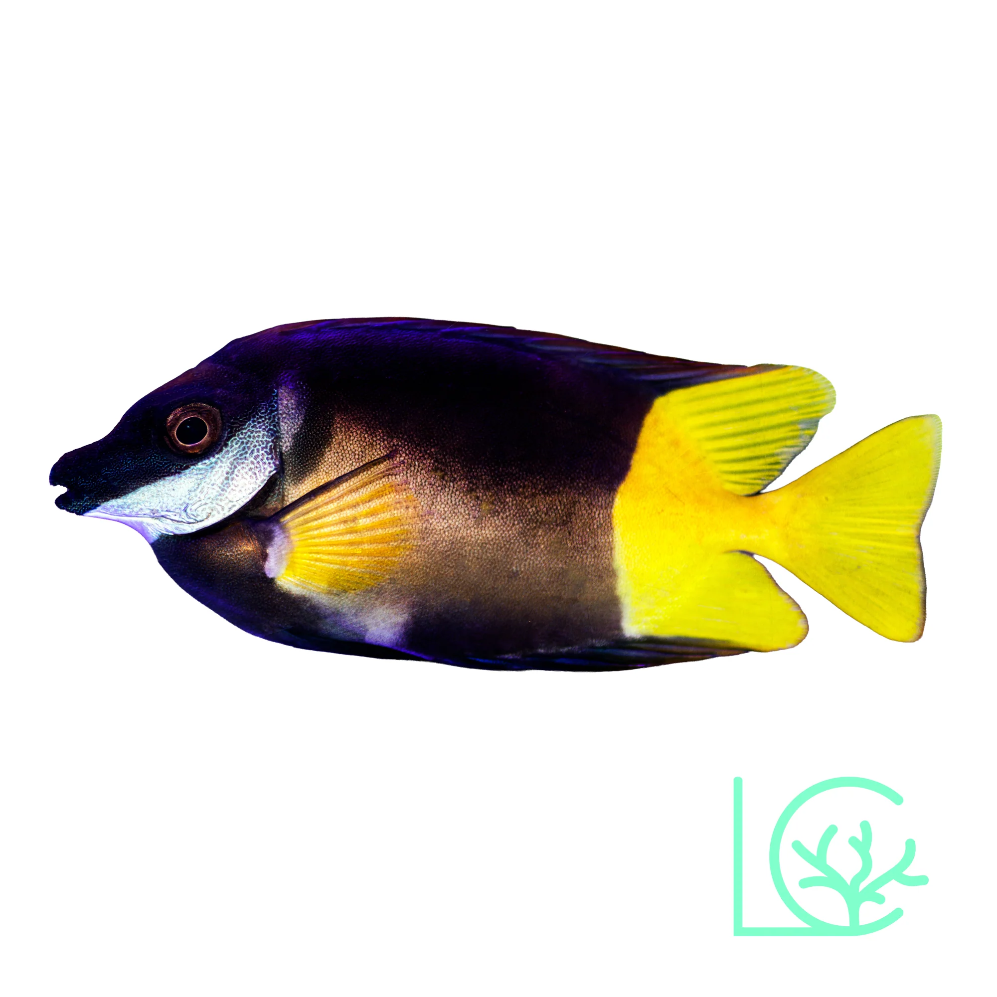 Bicolor Foxface
