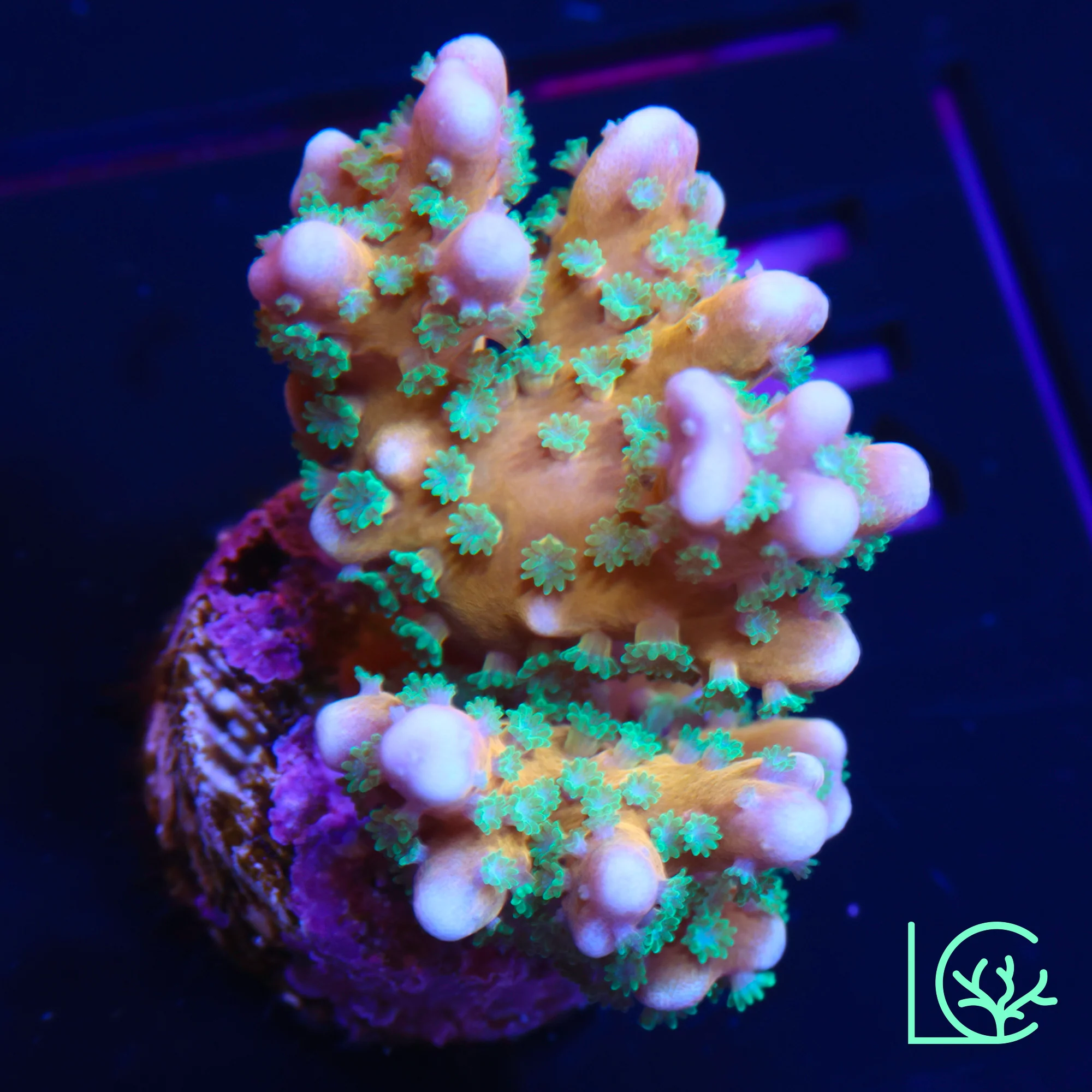 RRC Tropicana Anacropora WYSIWYG