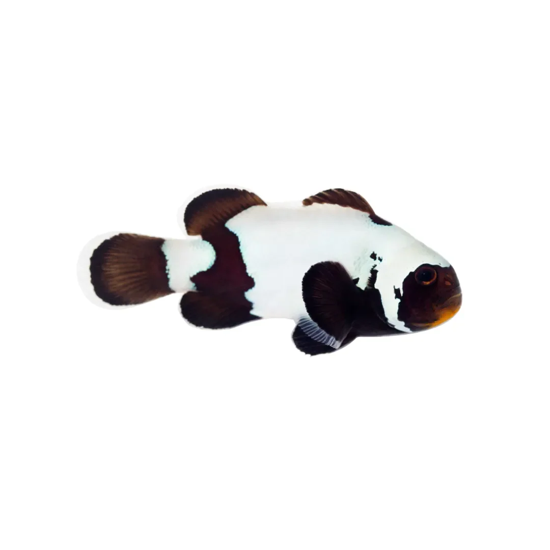 Premium Black Snowflake