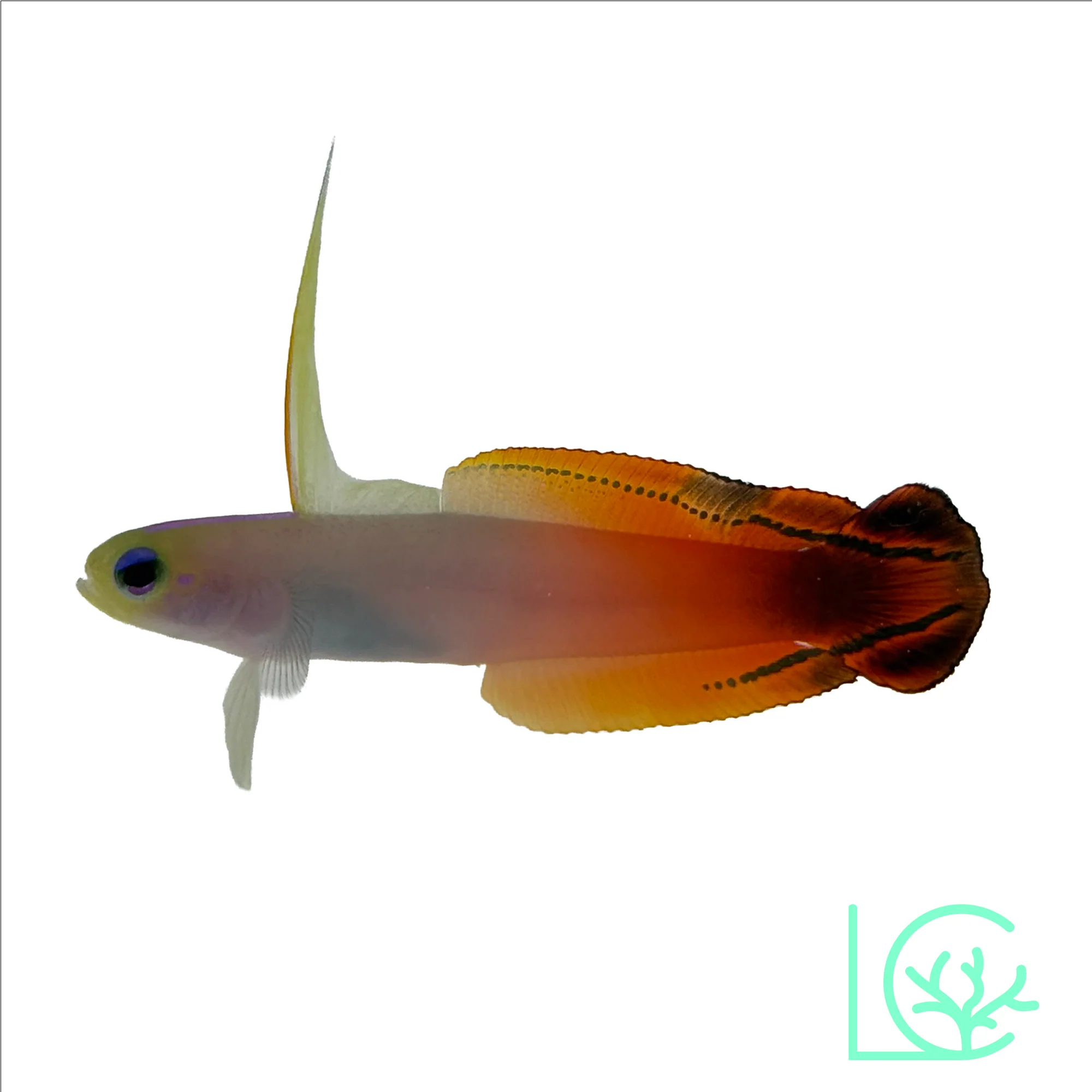 Red Firefish Goby
