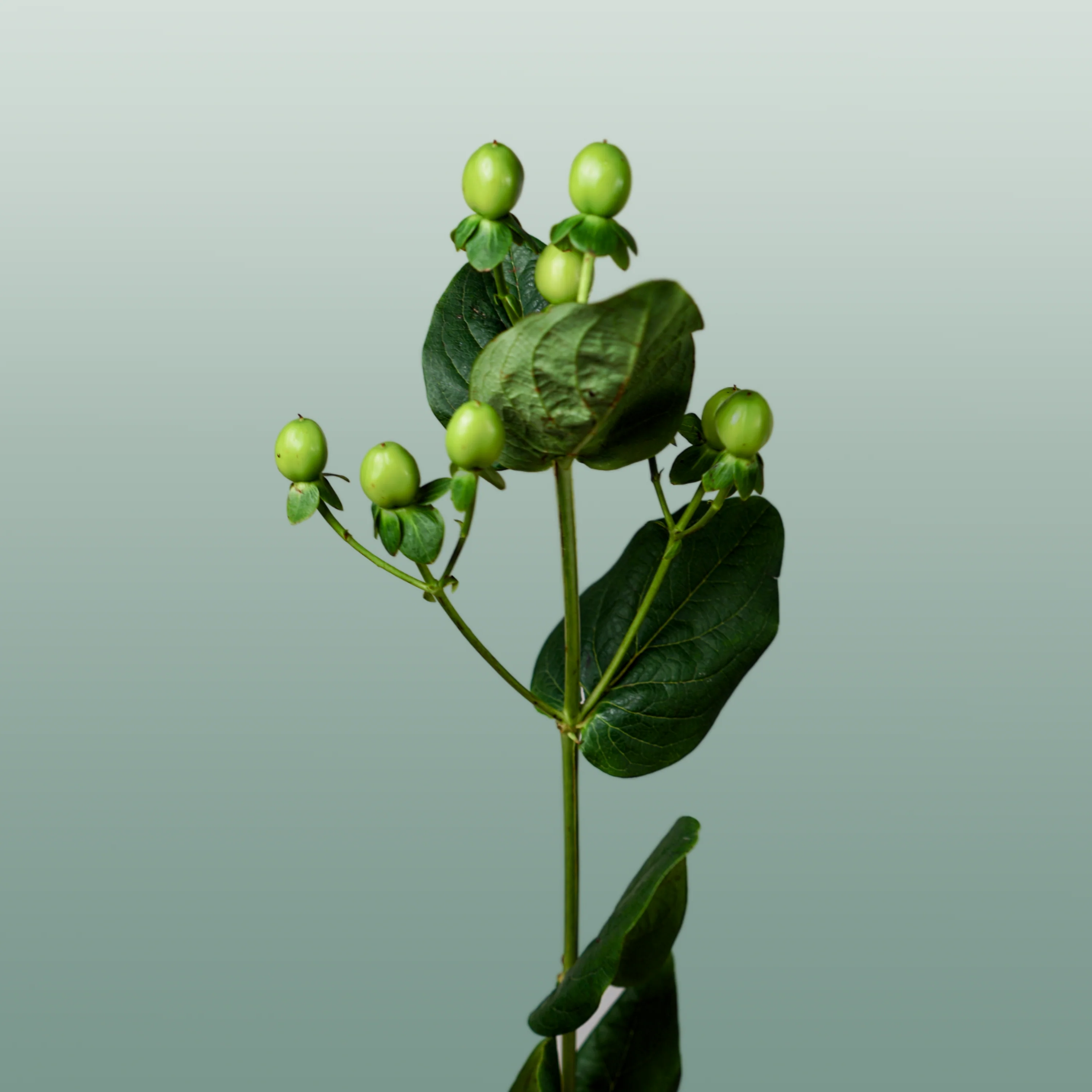 Hypericum Coco Bamboo (30 Stems)