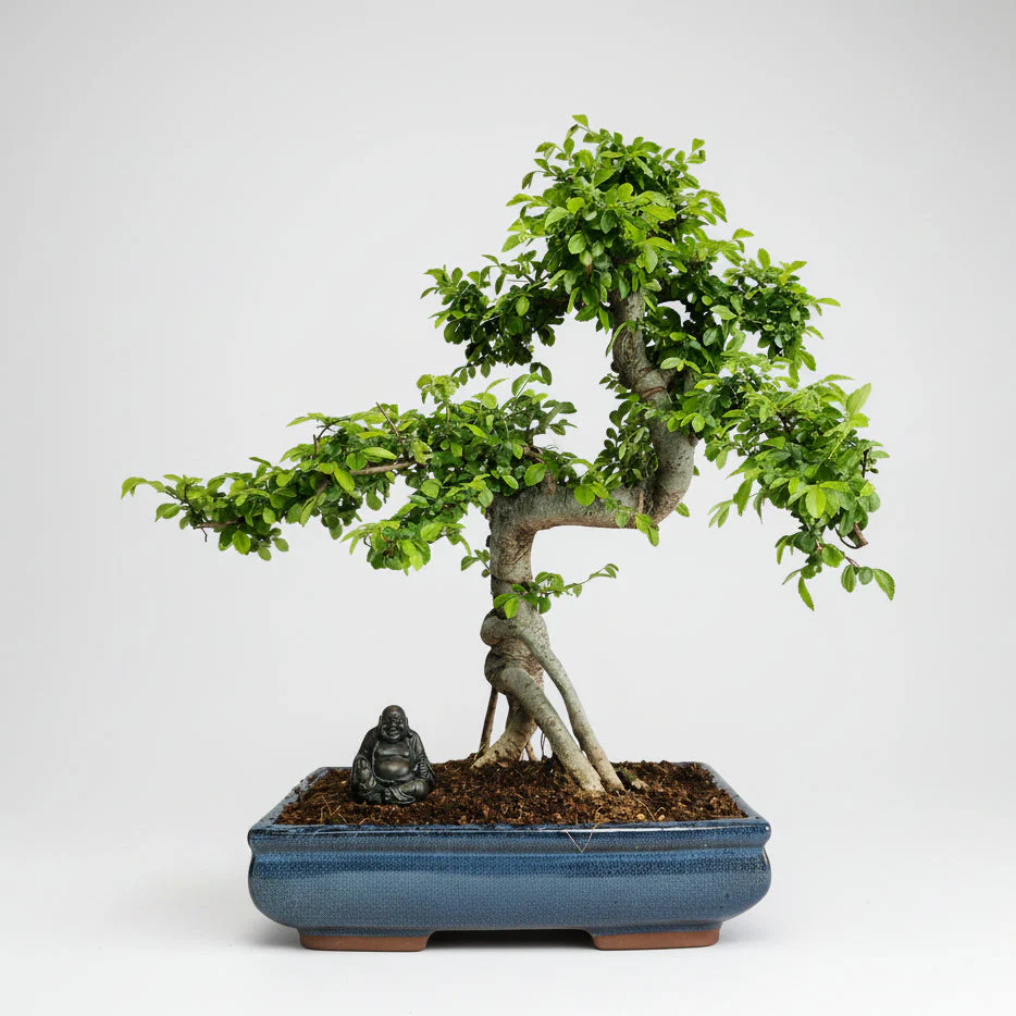 Large Chinese Elm (Ulmus Parvifolia) Bonsai Tree | Shaped | In 35cm Pot