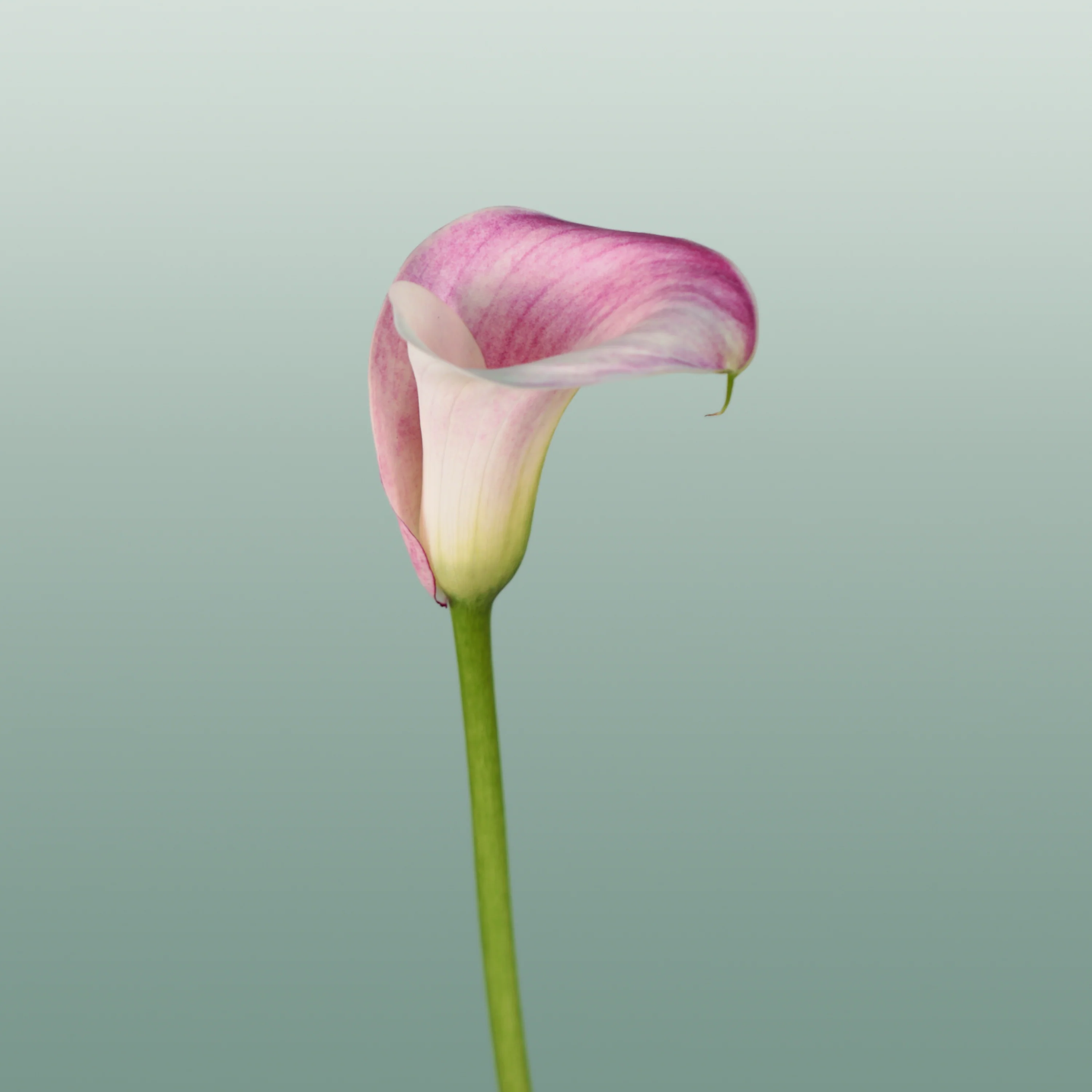 Calla Captain Rosette