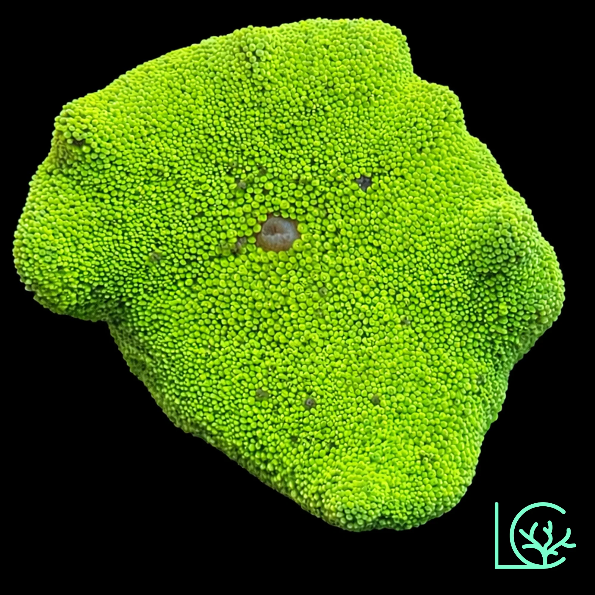 Neon Green Carpet Anemone WYSIWYG
